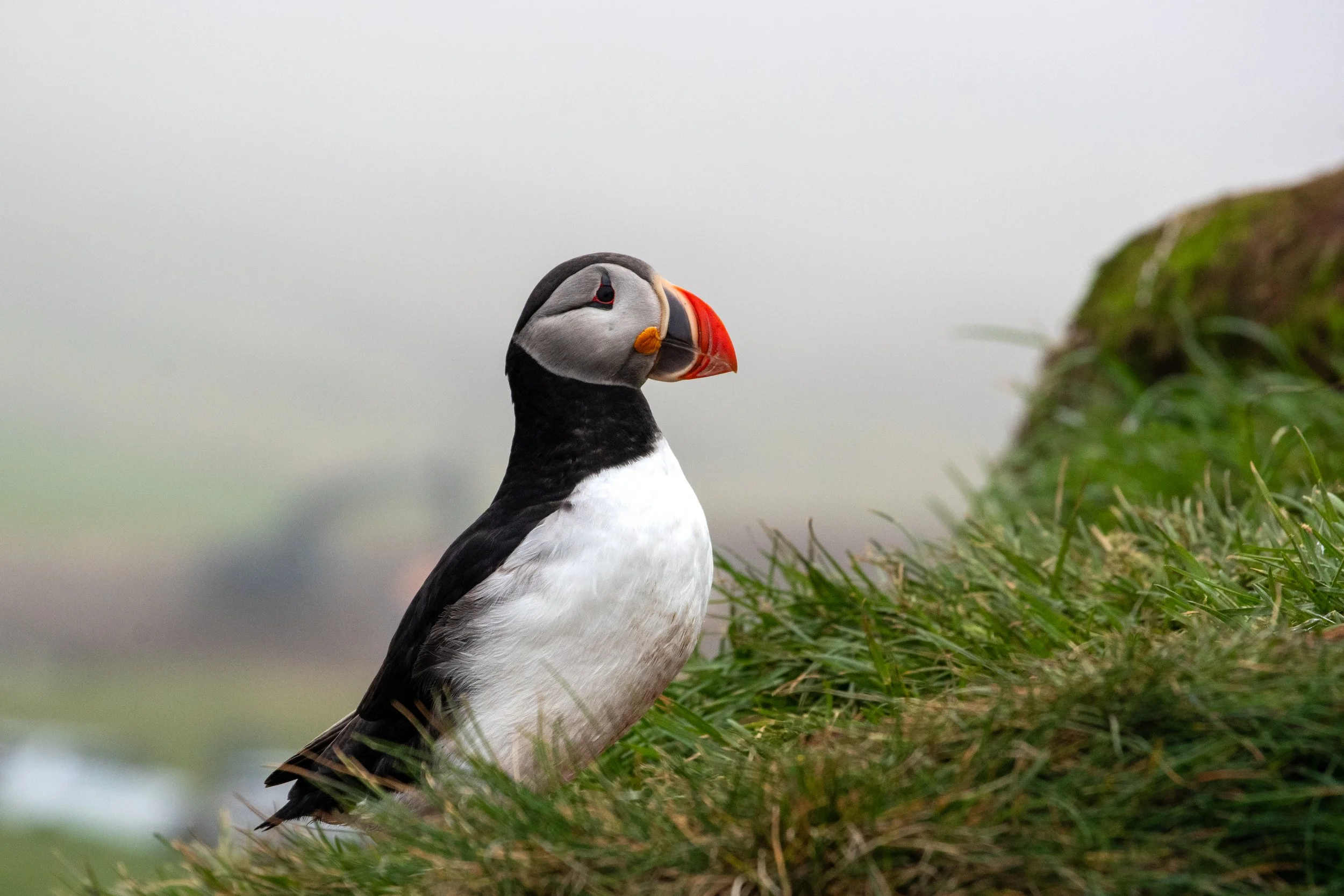Atlantic Puffin in Iceland