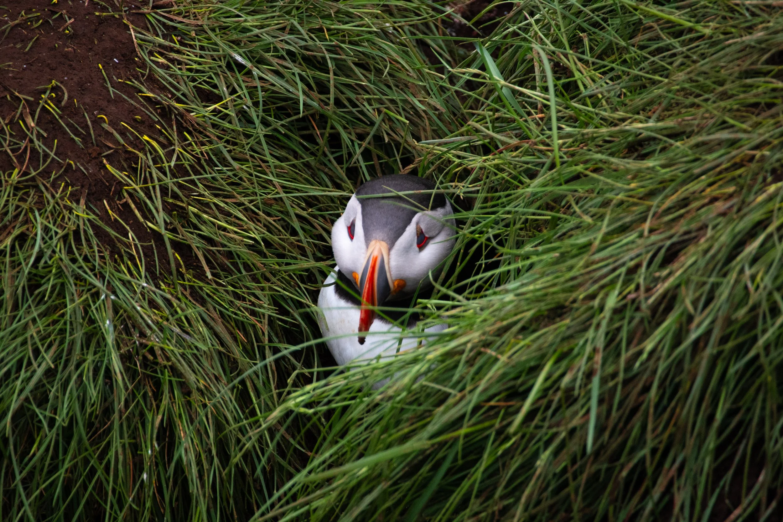 Atlantic Puffin peekaboo