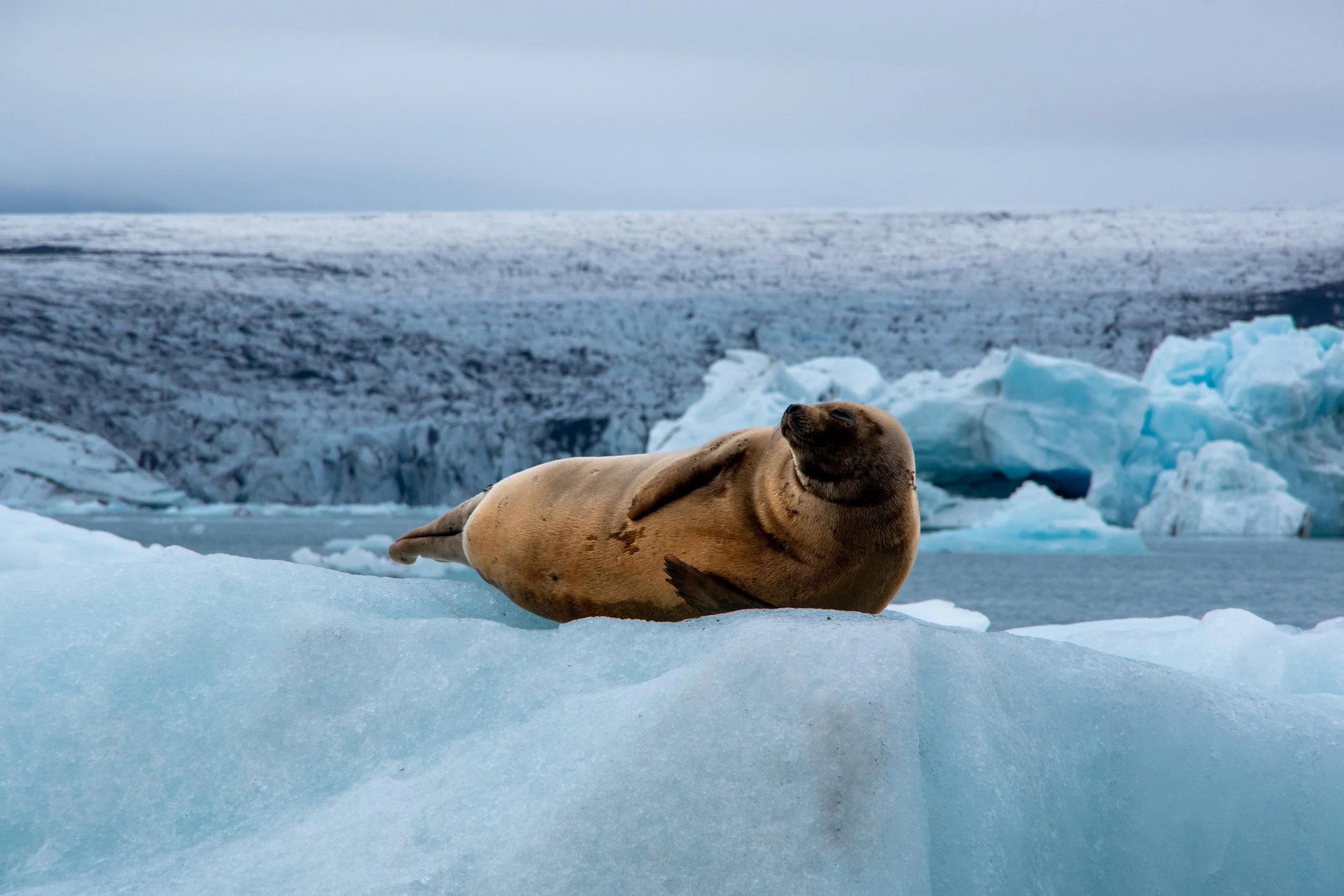 Harbour Seal