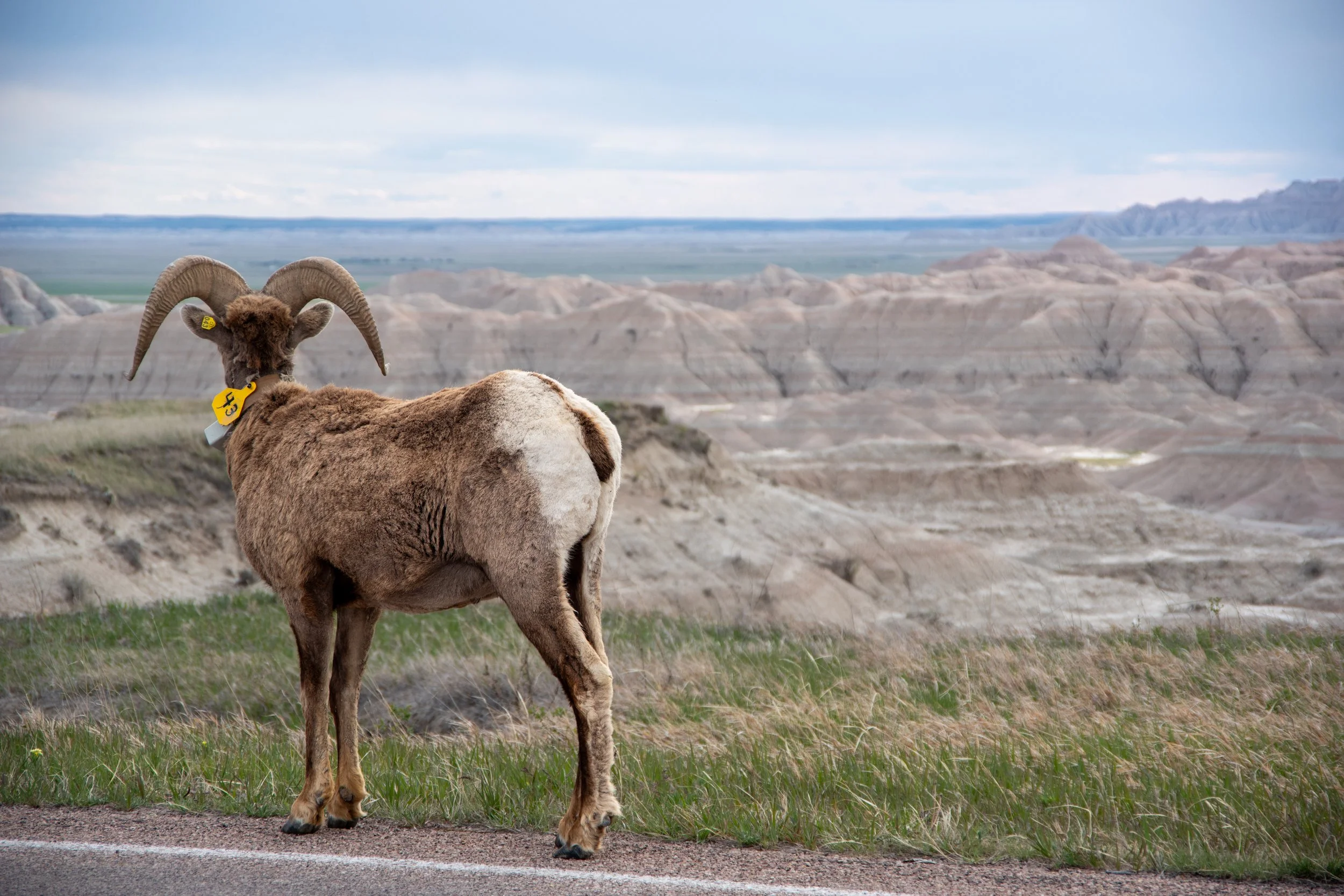 Bighorn Sheep enjoying the view