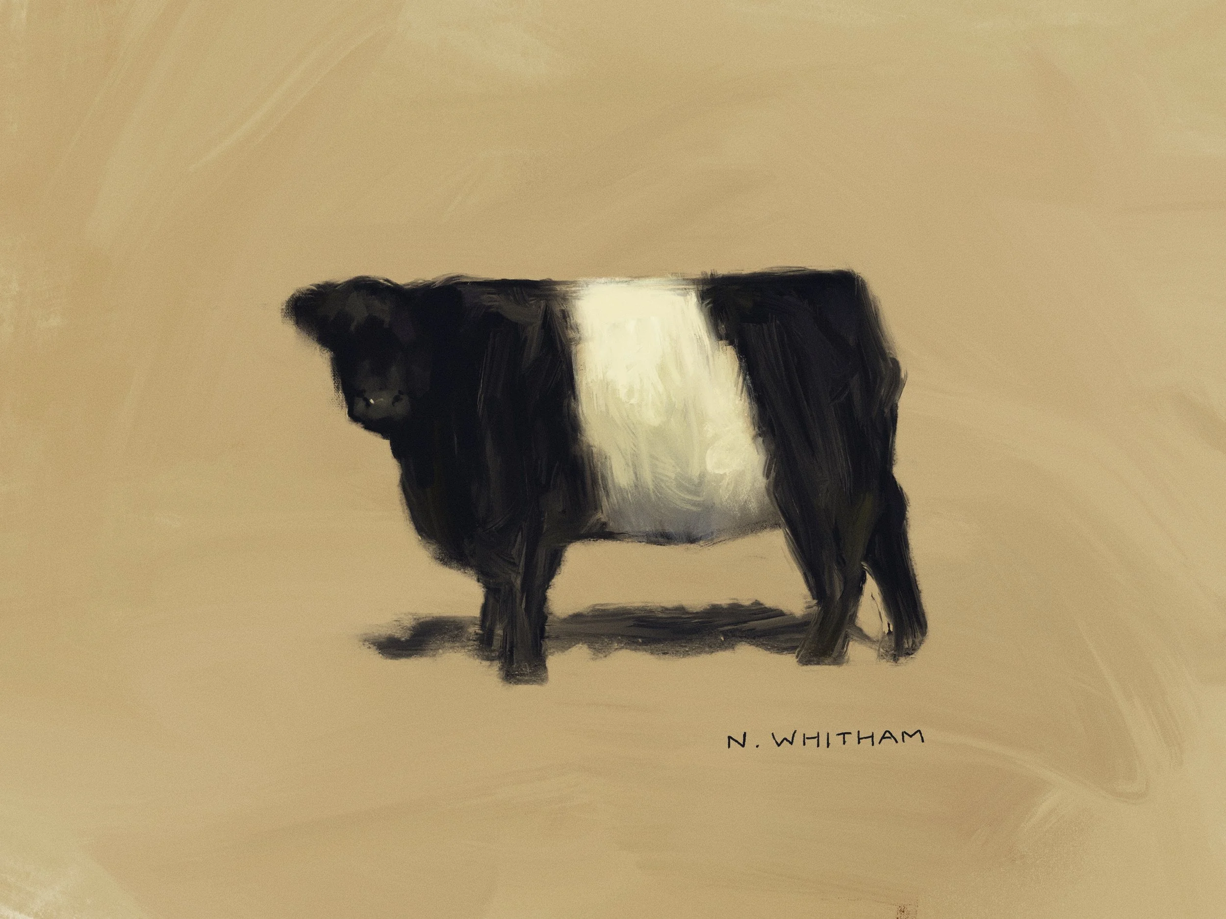 Belted_Galloway.jpg