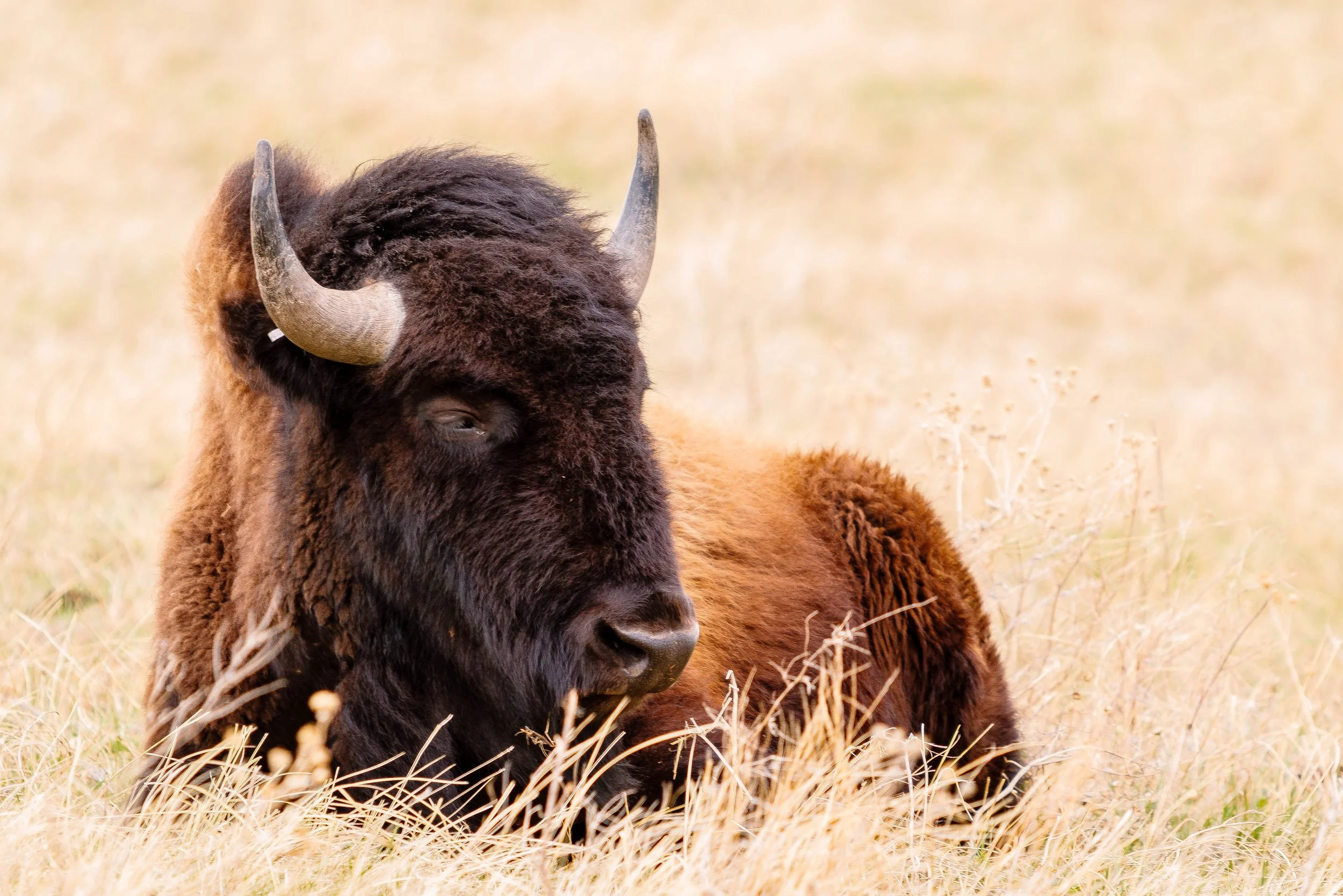 Lone Buffalo.jpg