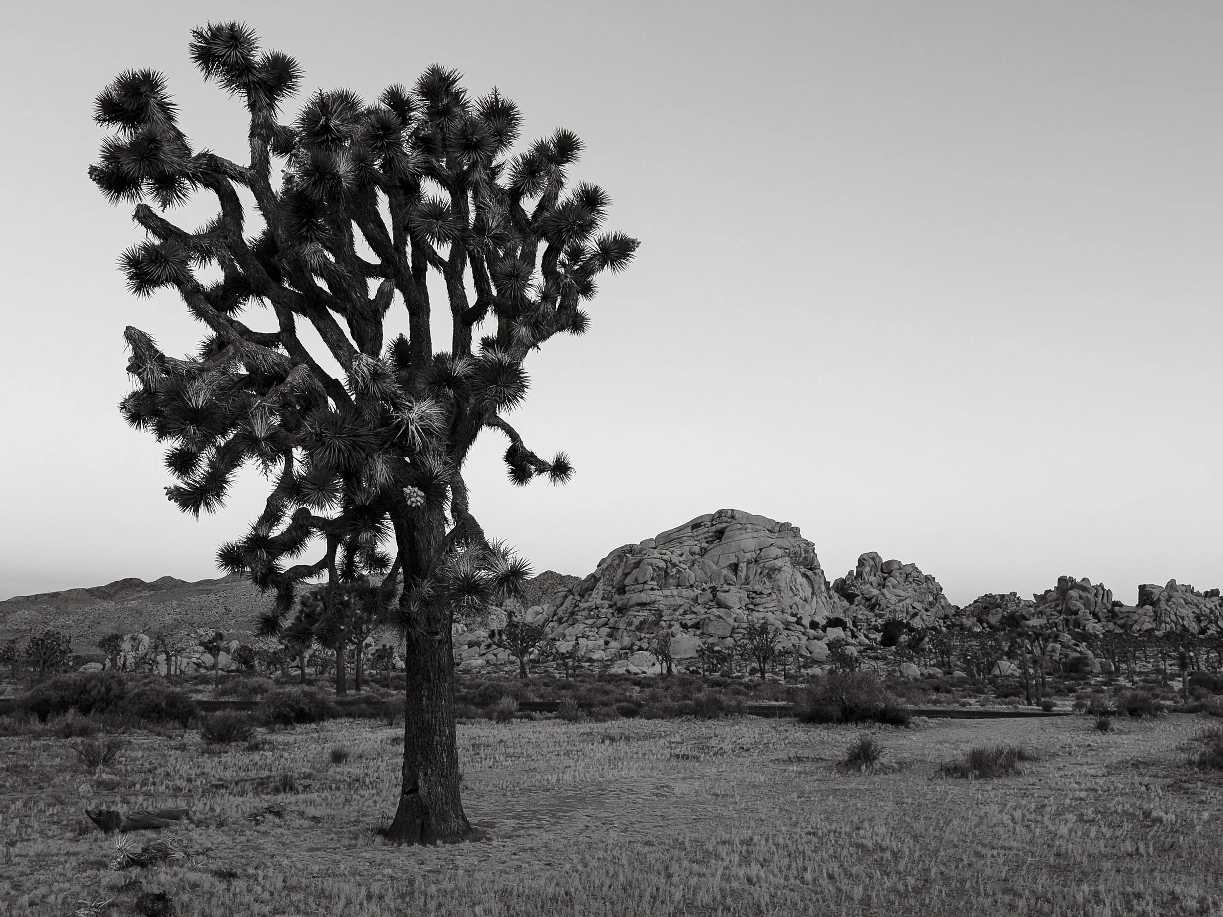 IMG_4629.jpg