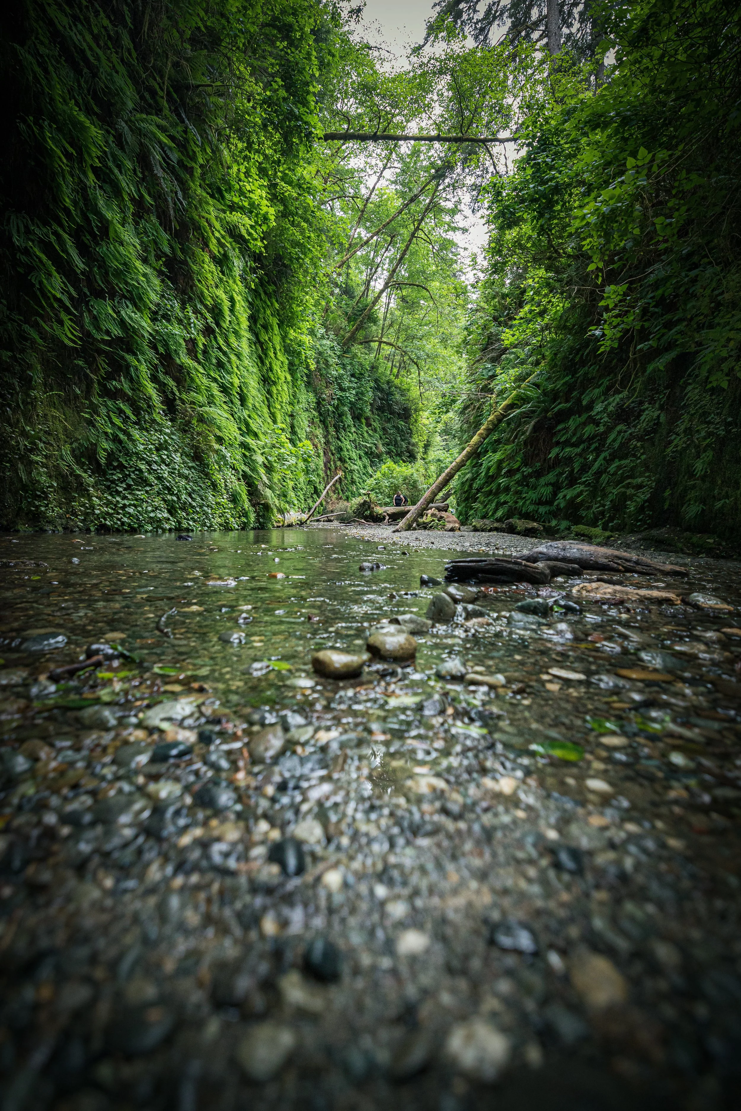 Fern Canyon.jpg