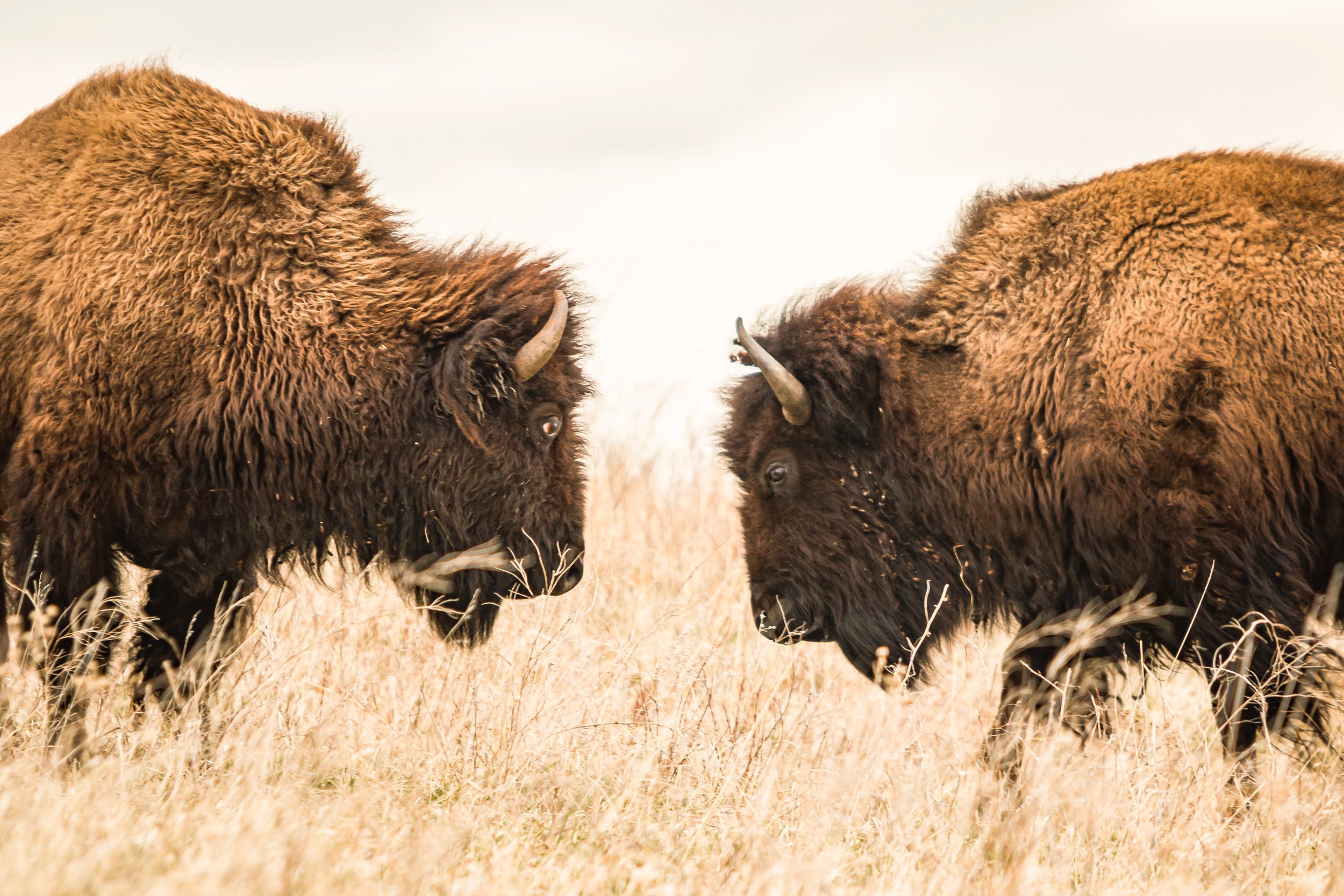 Buffalo Standoff.jpg