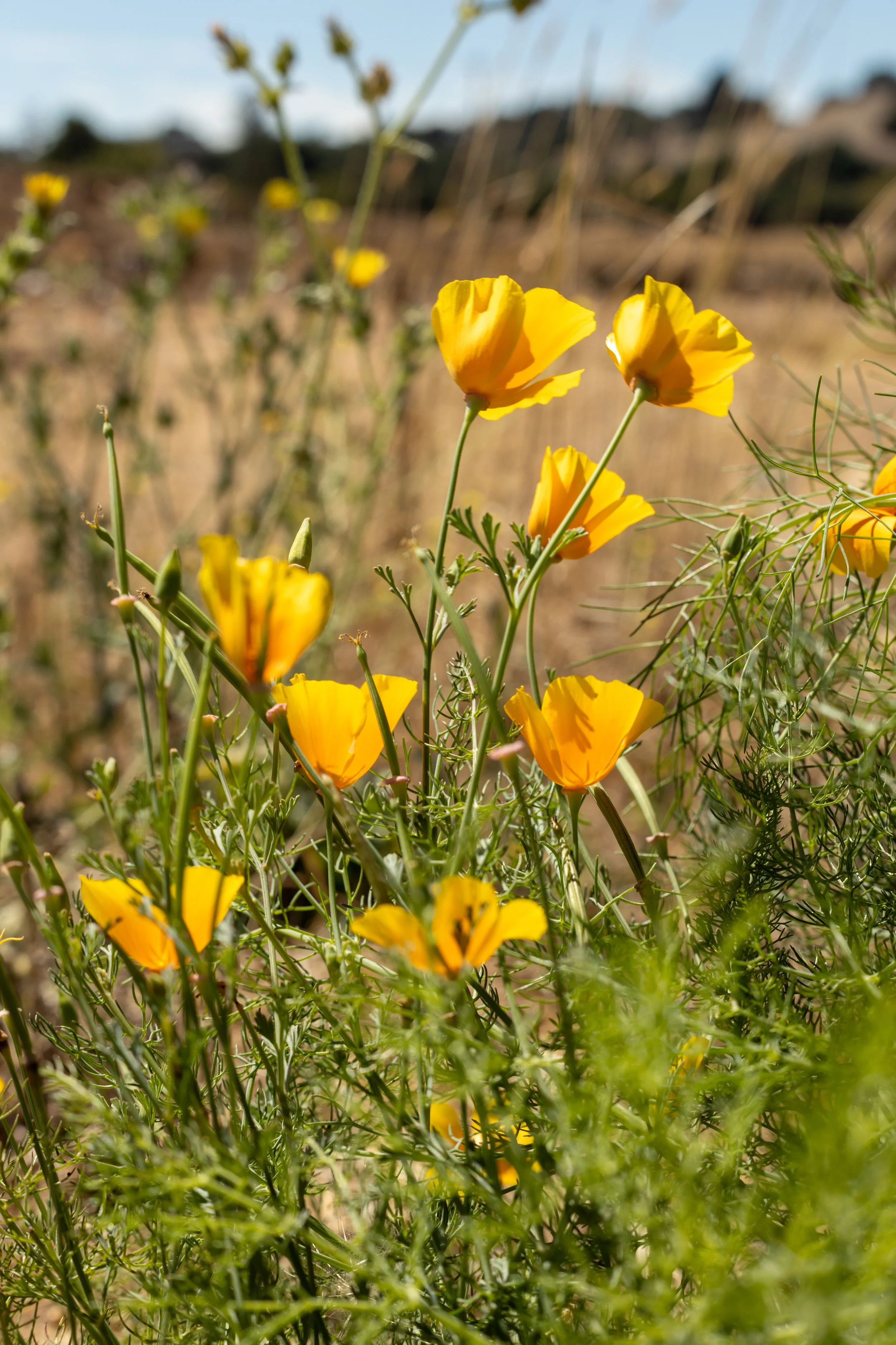 Poppies.jpg