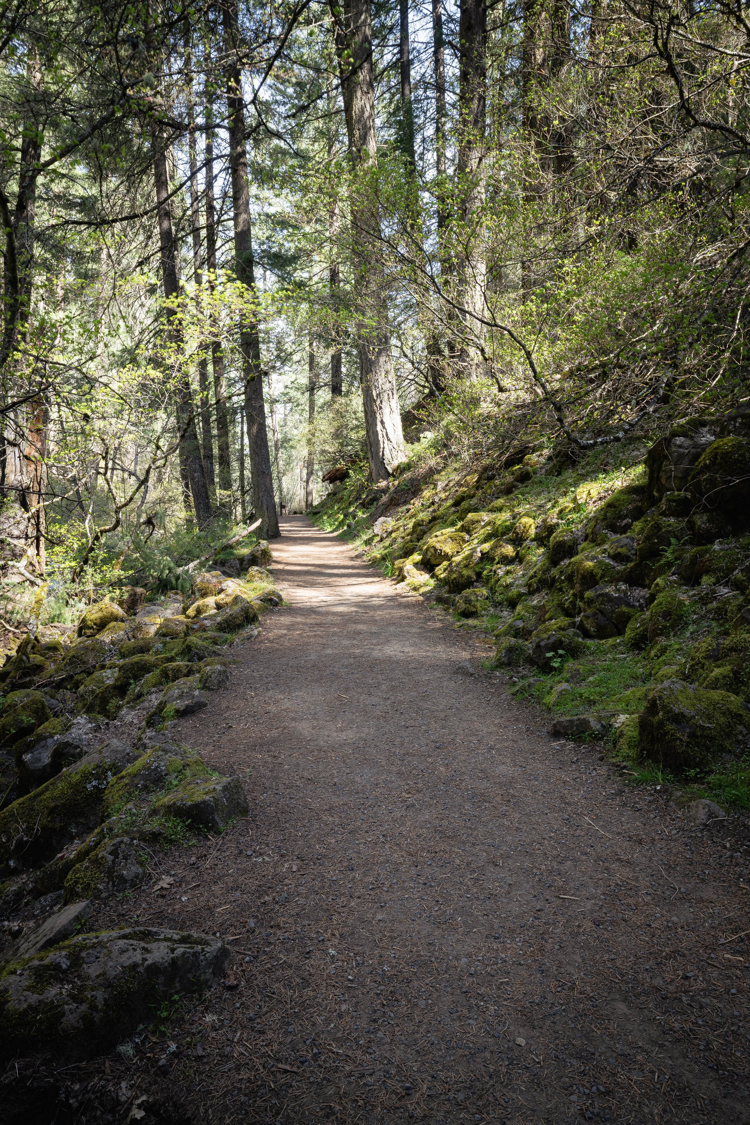 Trail in the trees