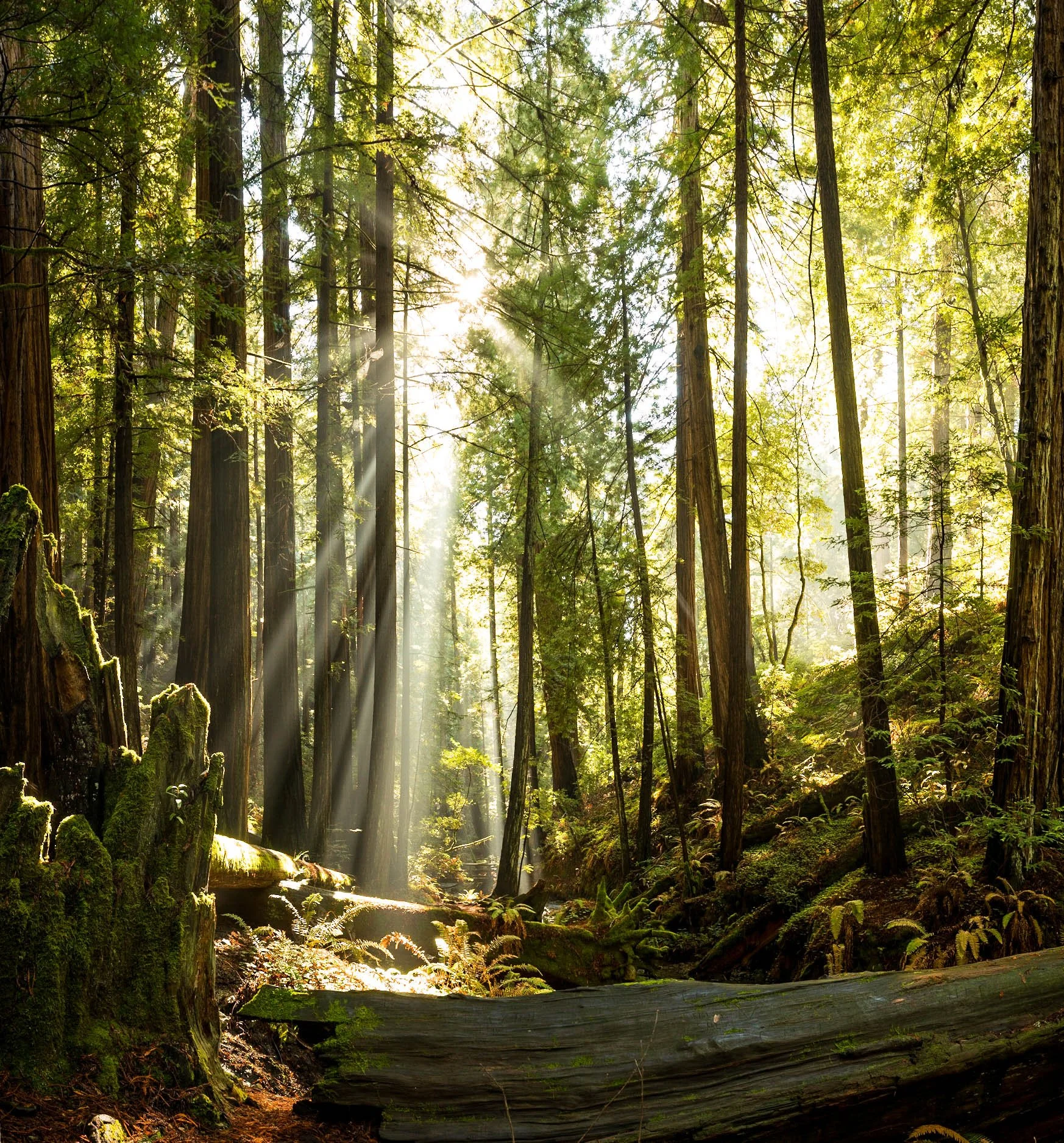 Muir Woods NP