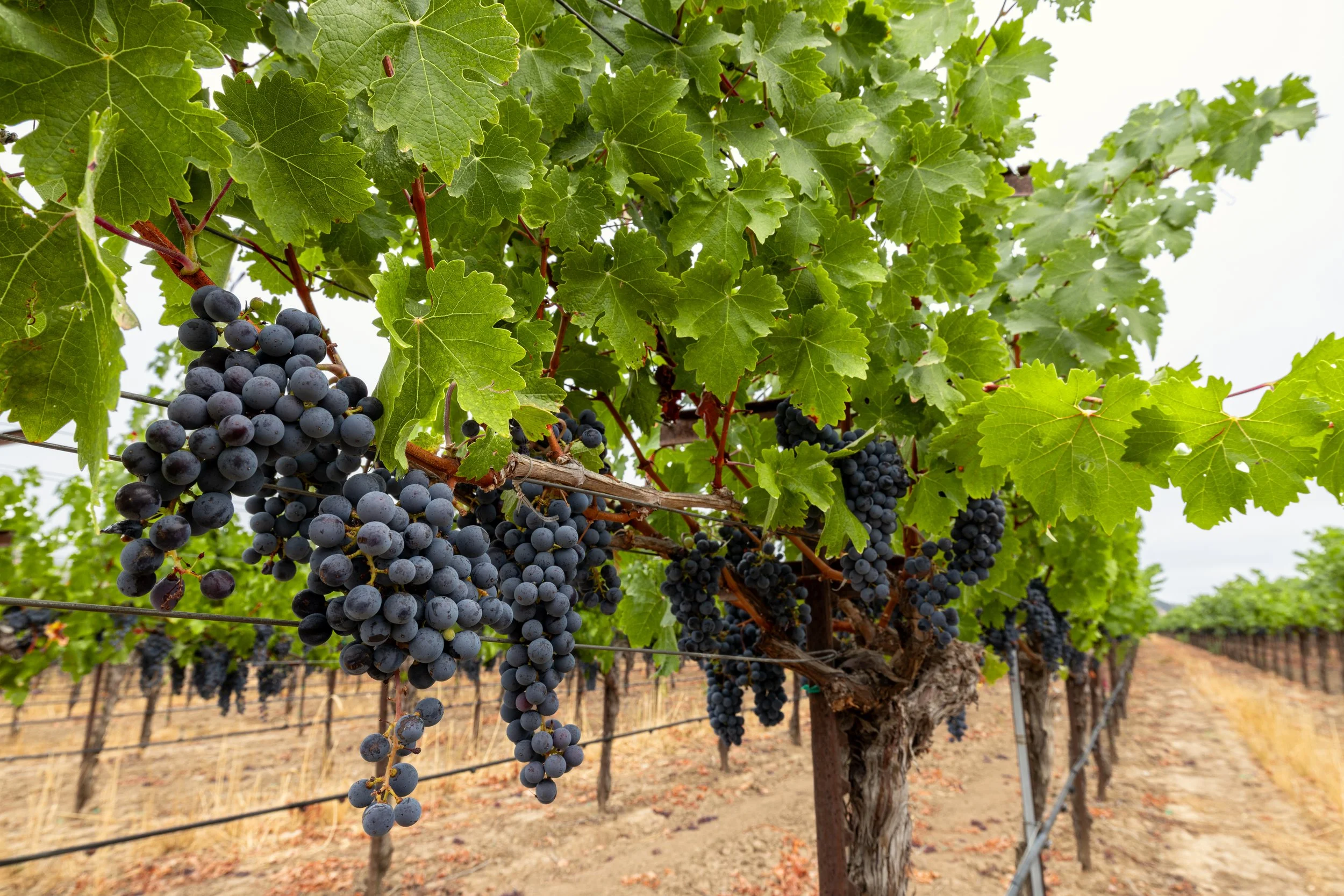 Grapes.jpg