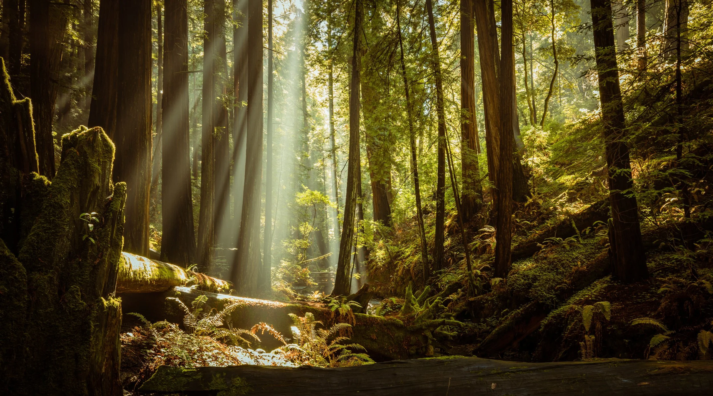 Muir Sun Rays.jpg