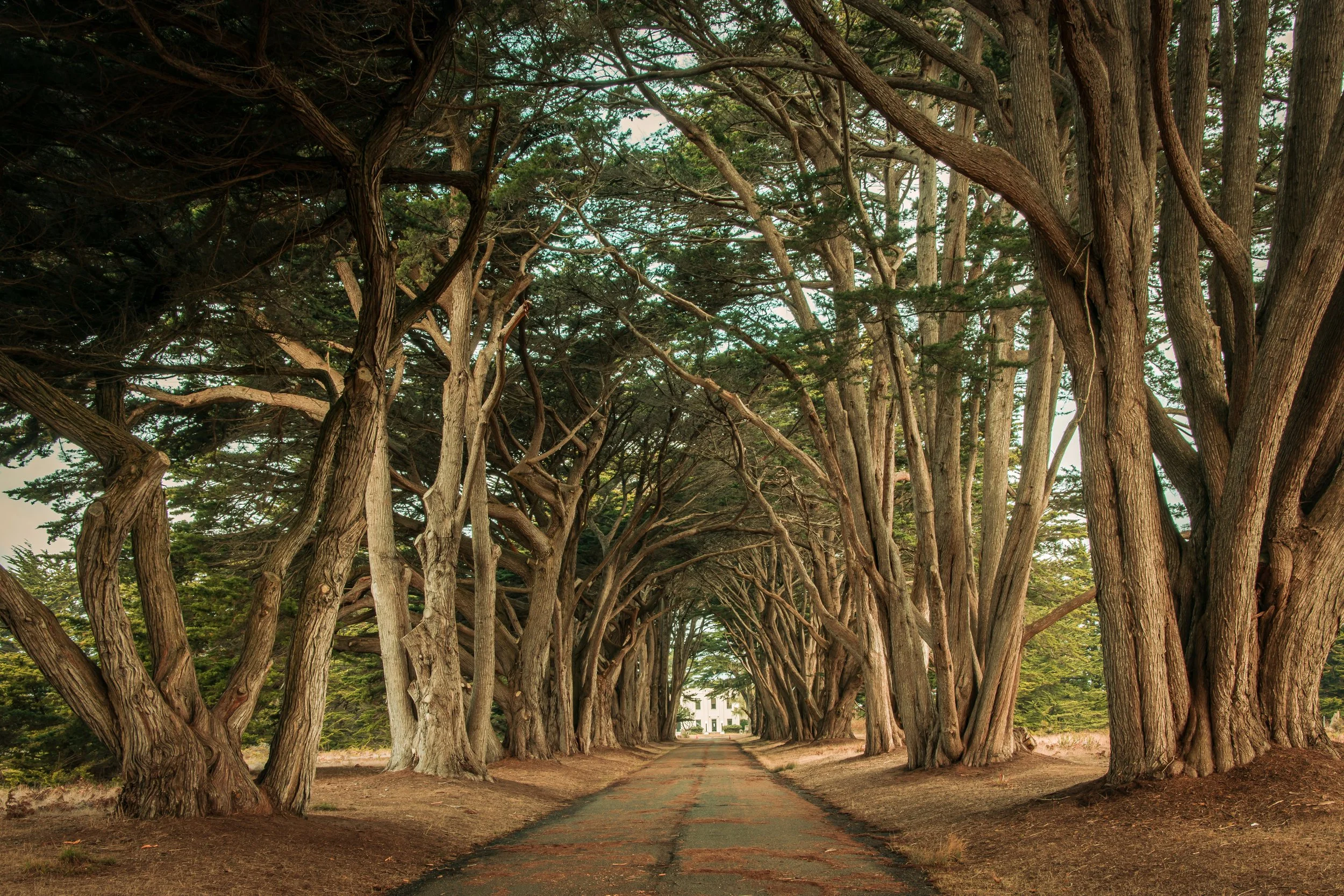 Cypress Tunnel.jpg