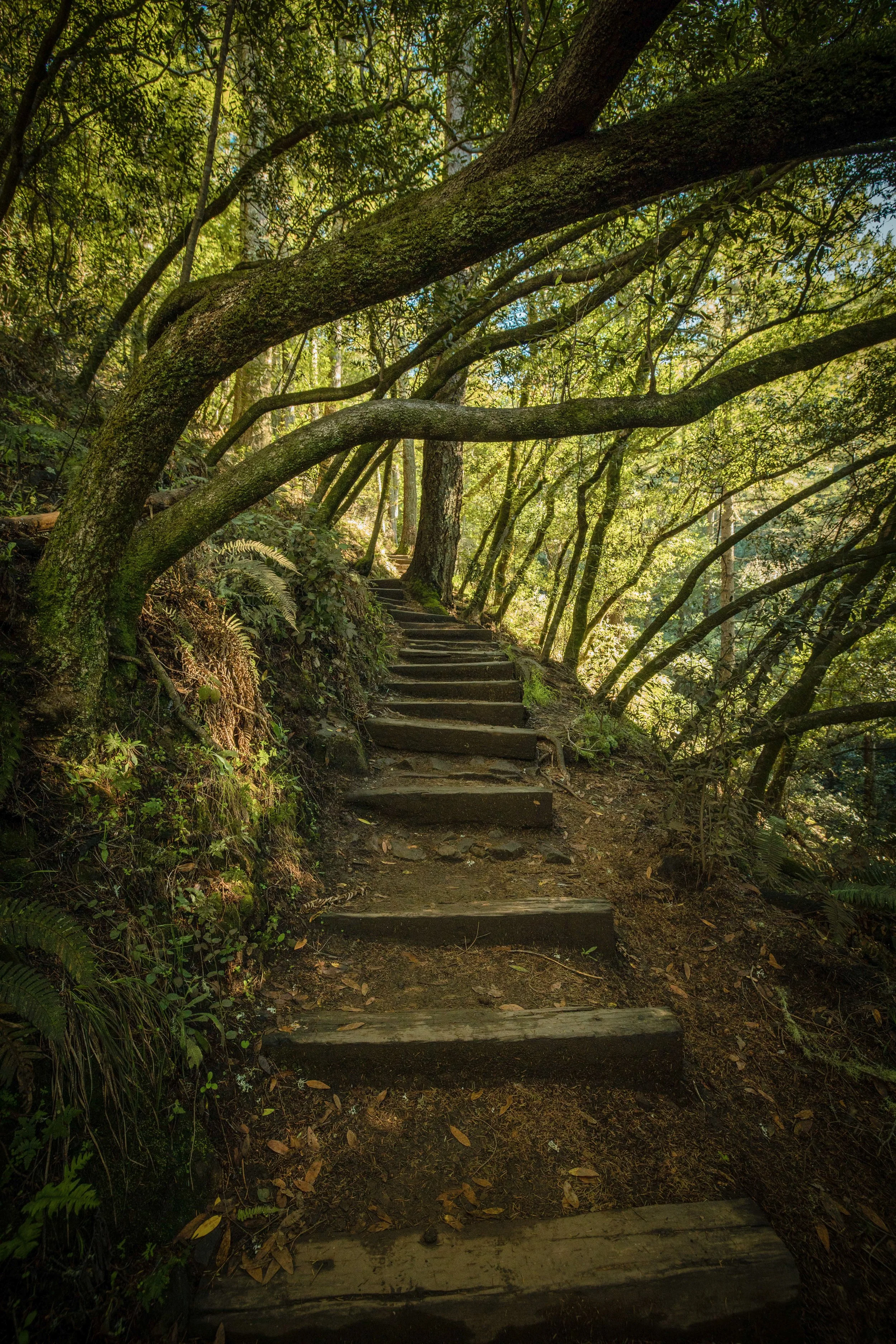 Muir Steps.jpg
