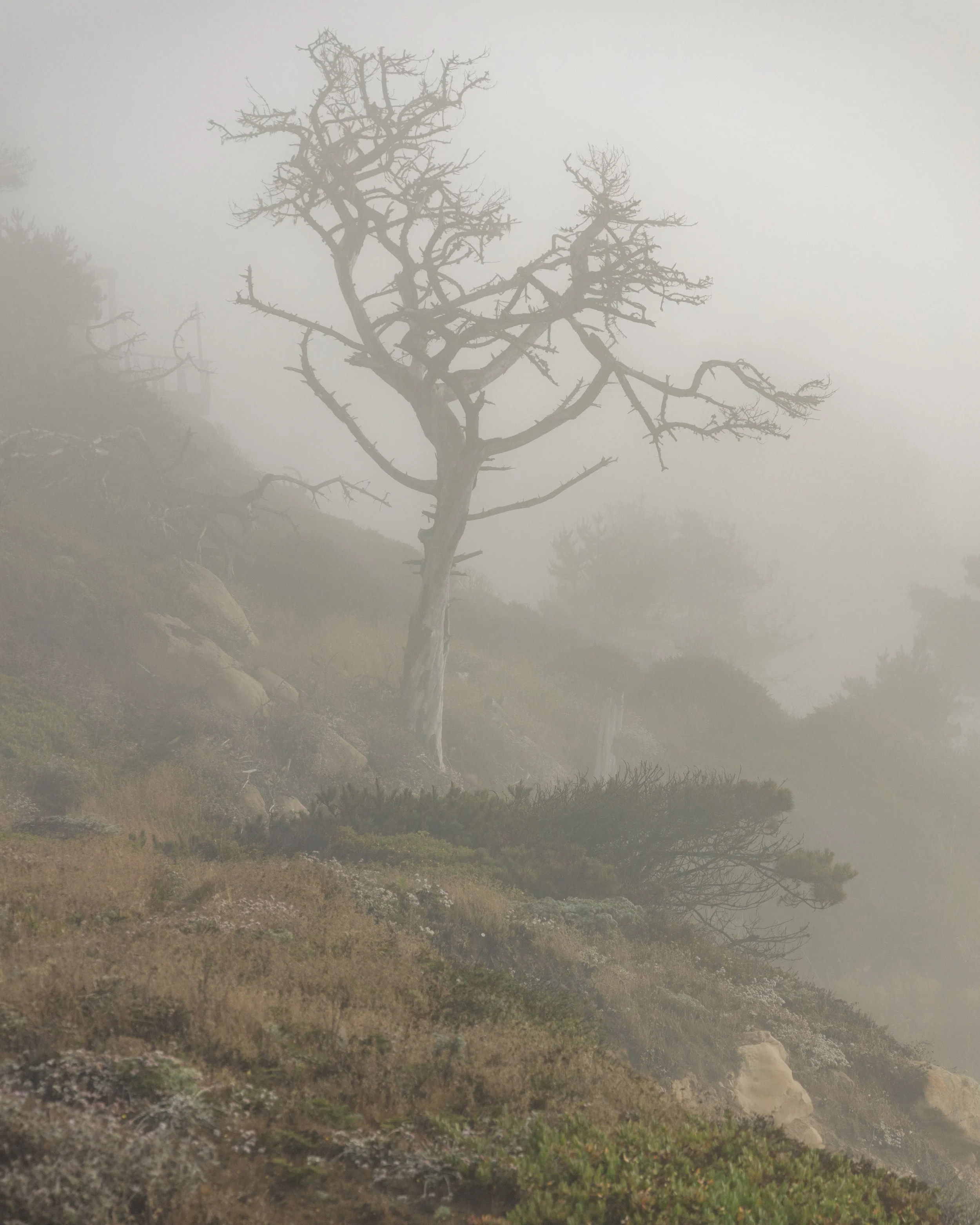 Coast Mist.jpg