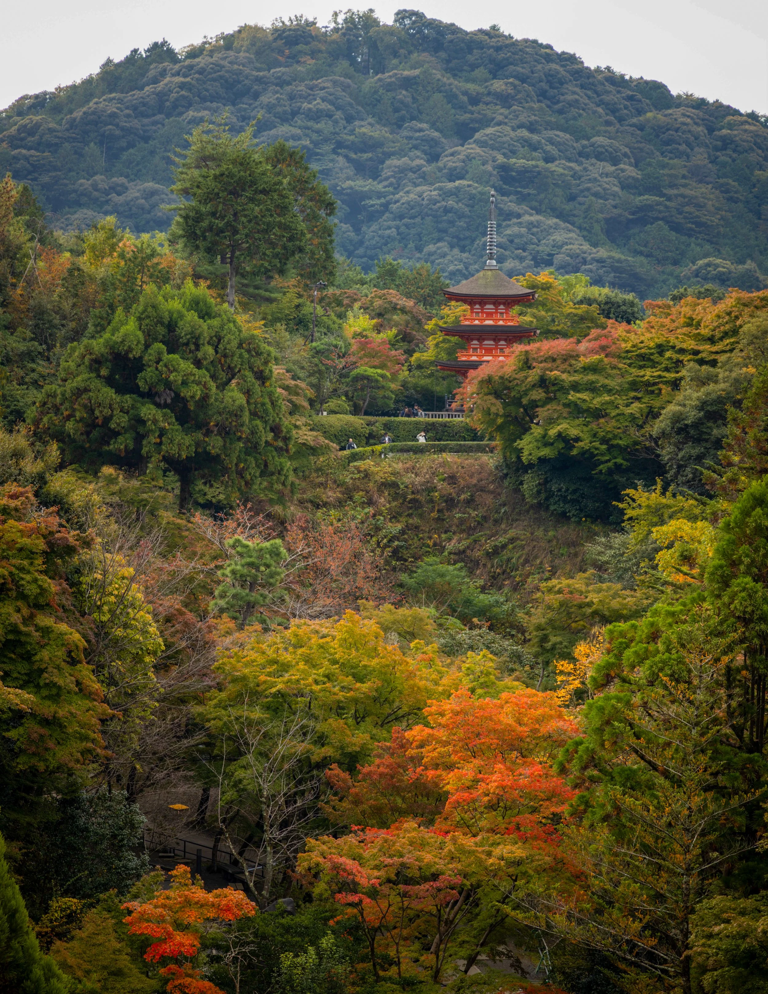 Fall in Kyoto.jpg