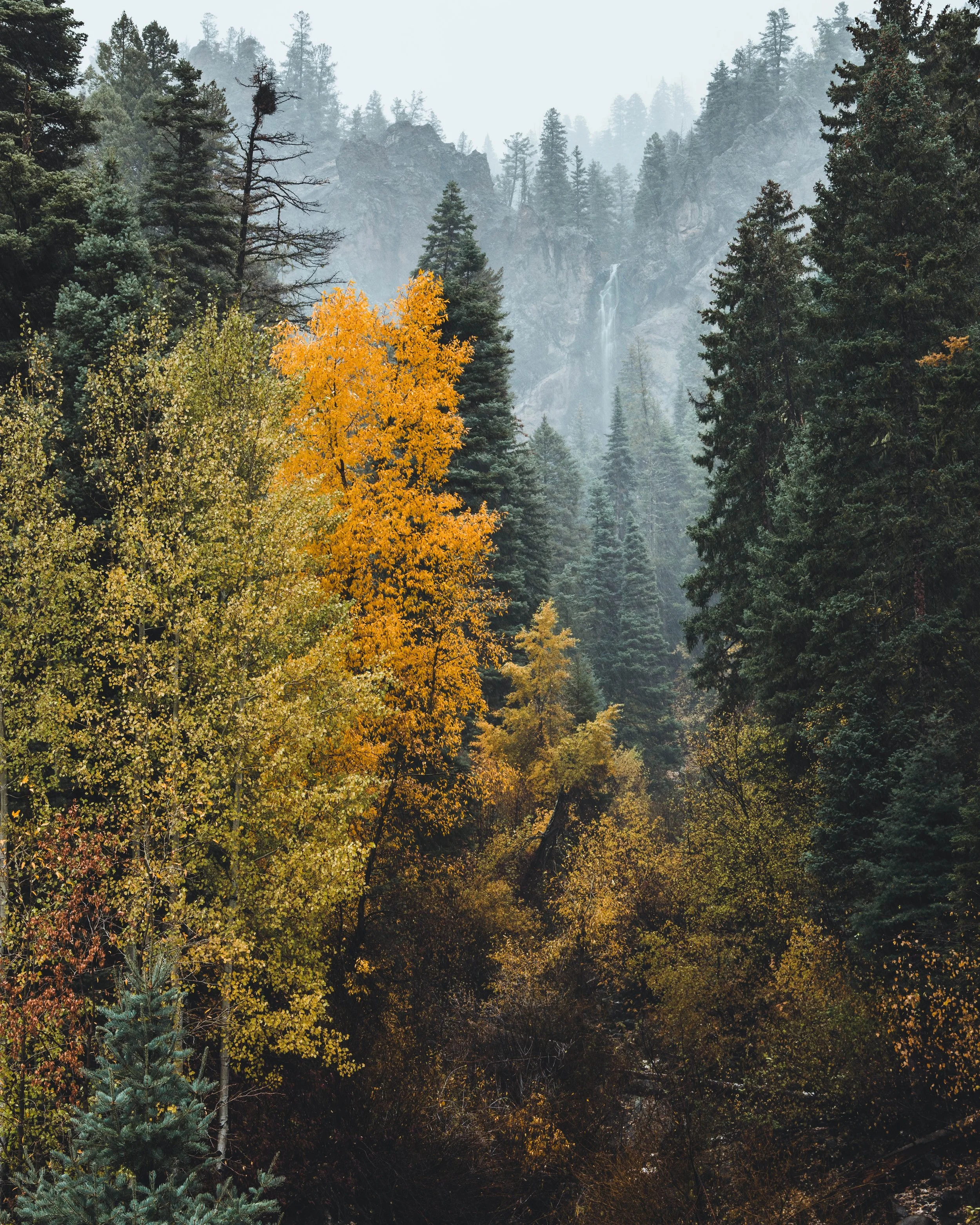Colorado Trees.jpg