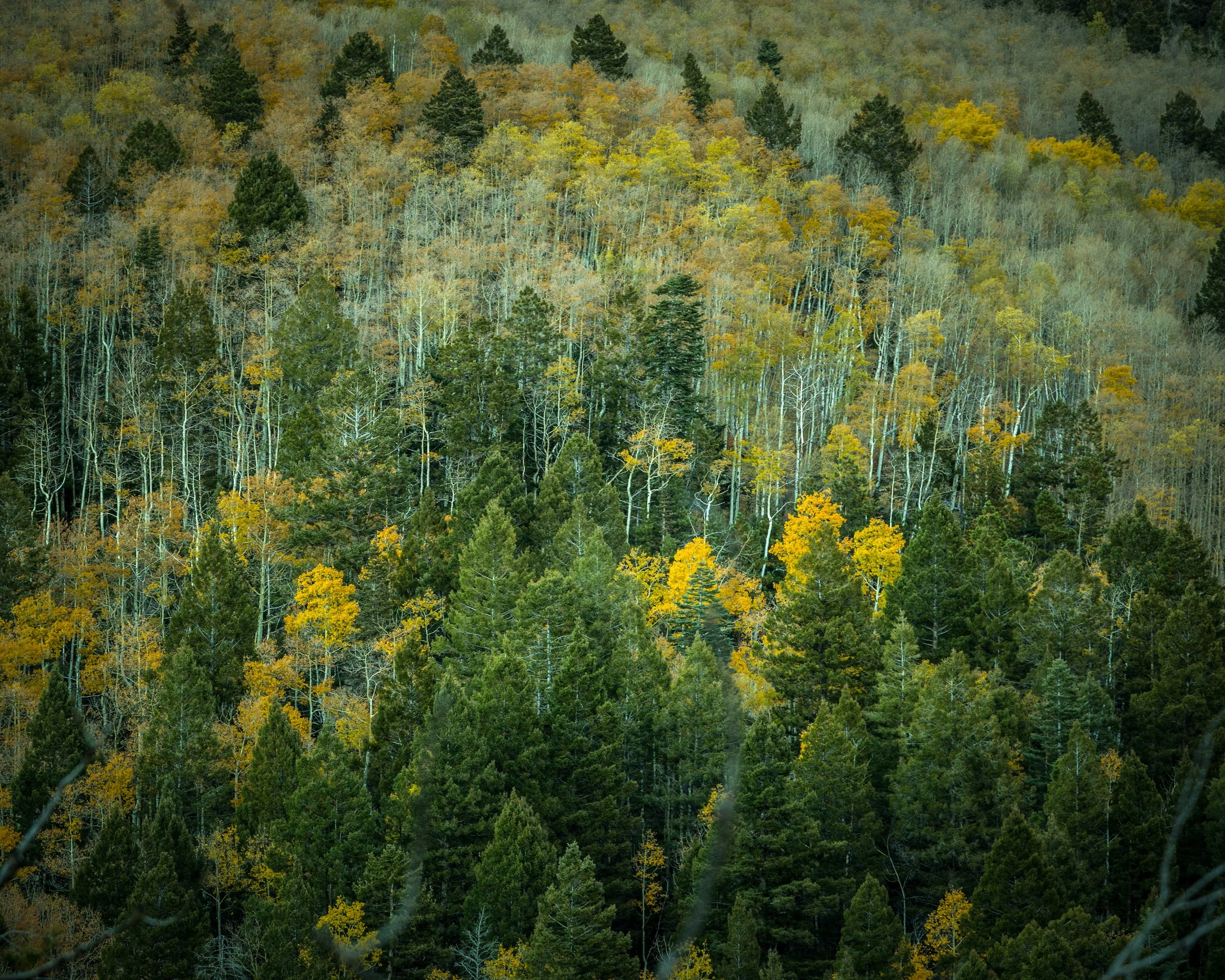 Colorado Trees 2.jpg