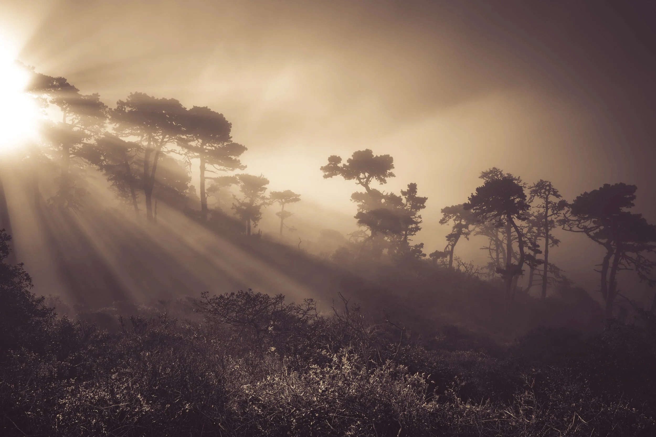 Coast Mist 2.jpg