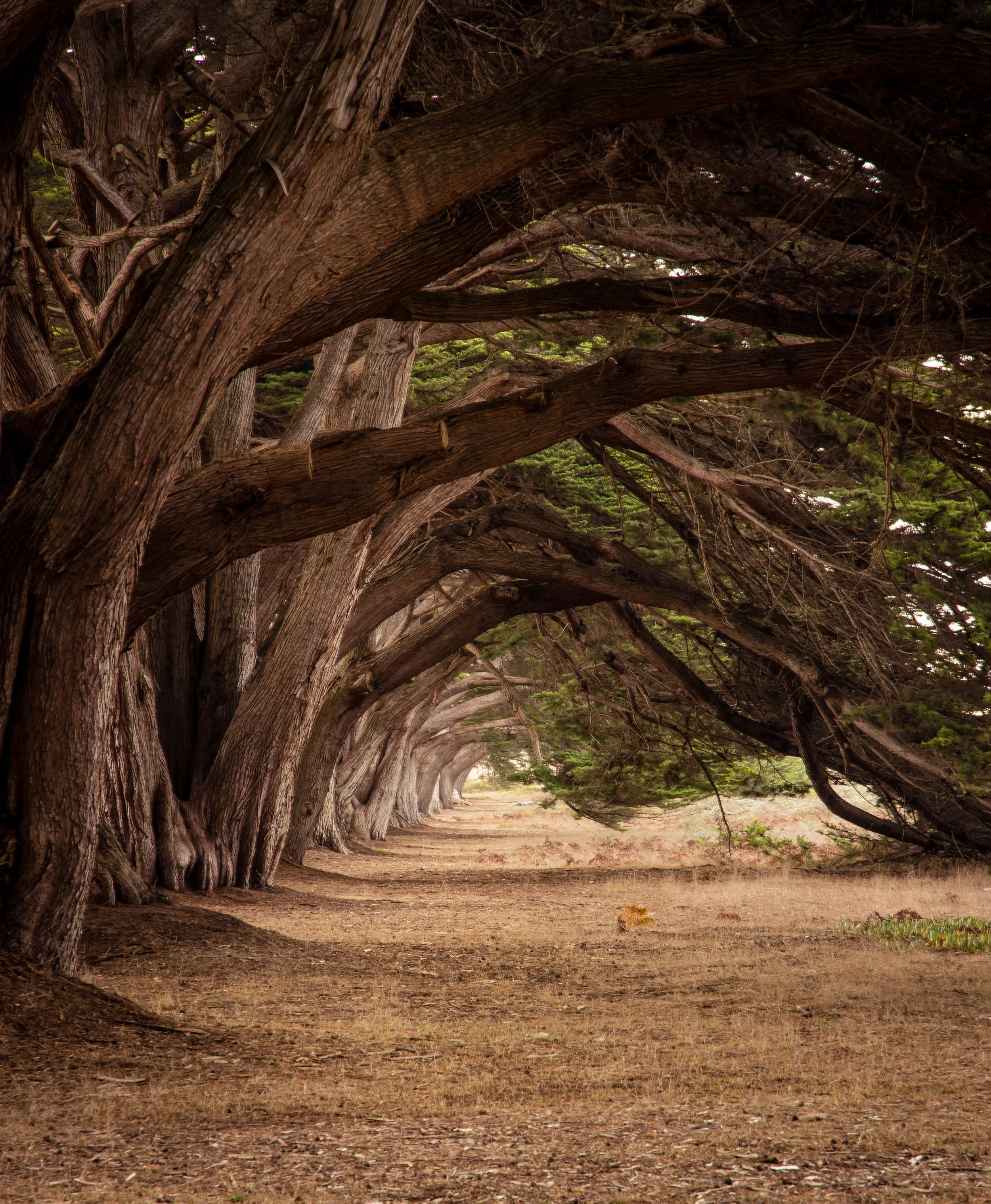 Cypress Tunnel 2.jpg
