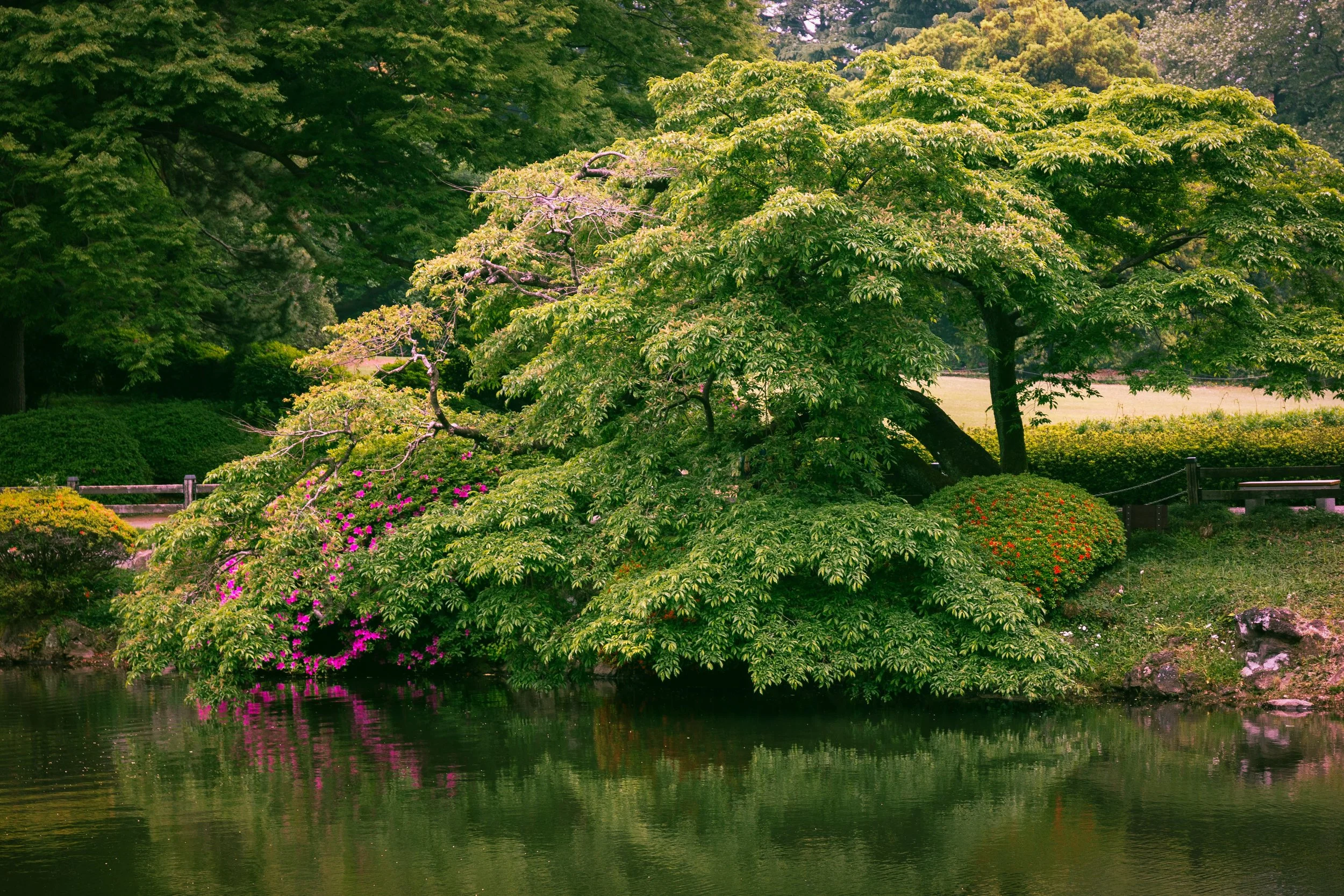 Tokyo Garden 2.jpg