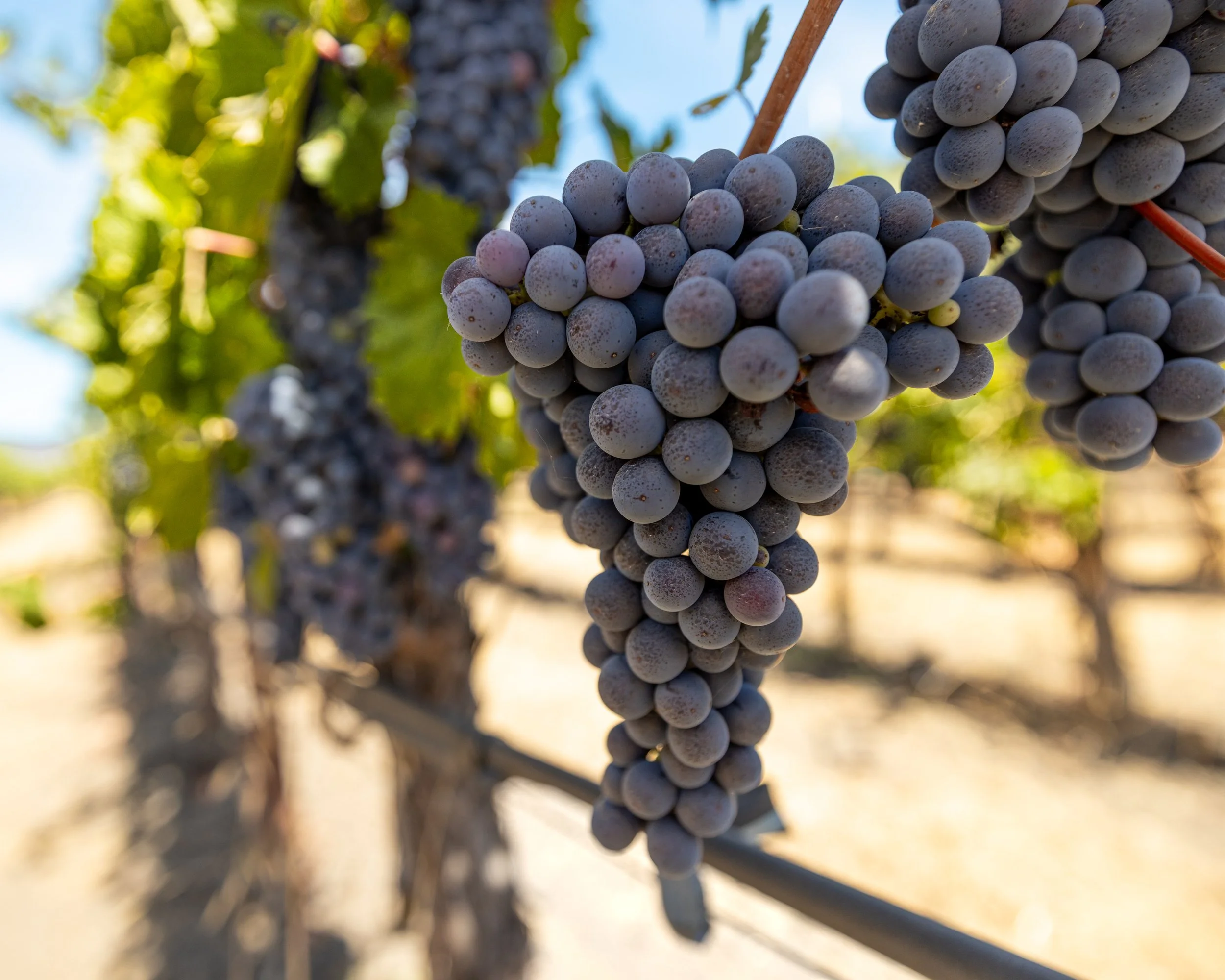 Grapes 3.jpg