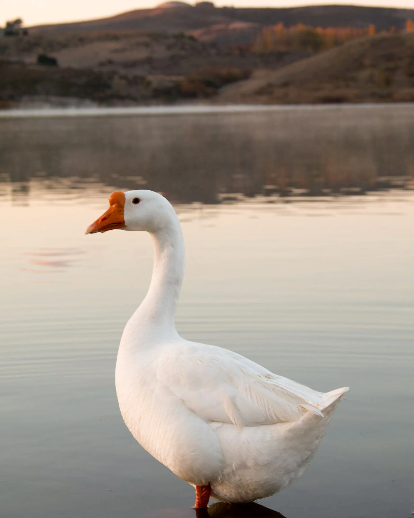 Herman The Duck.jpg
