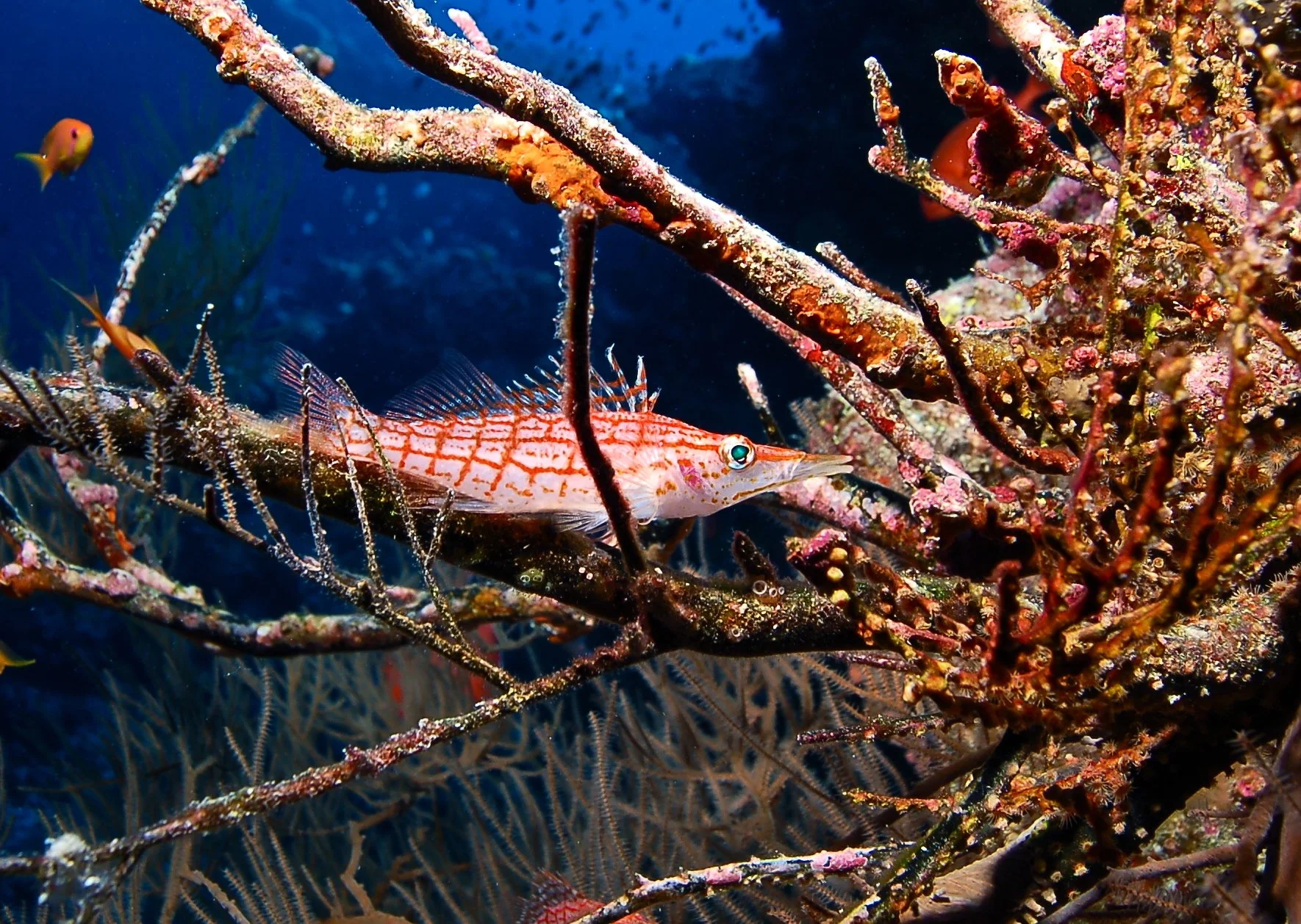 DSC_0117.JPG