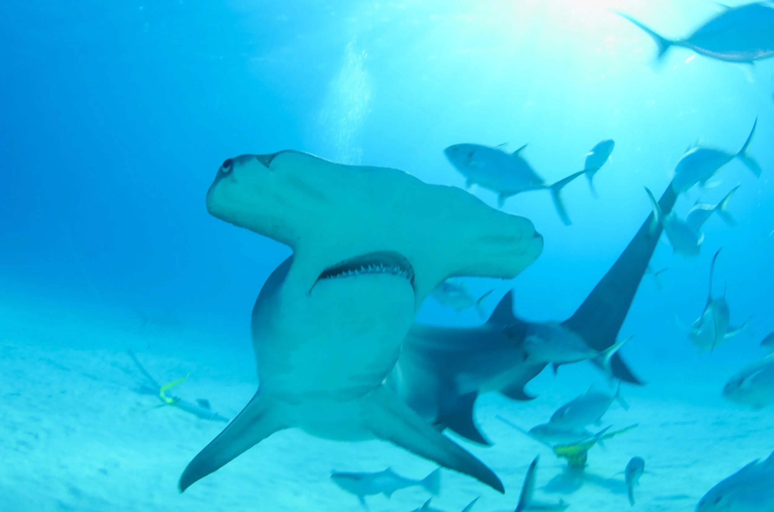 DSC_1266.JPG