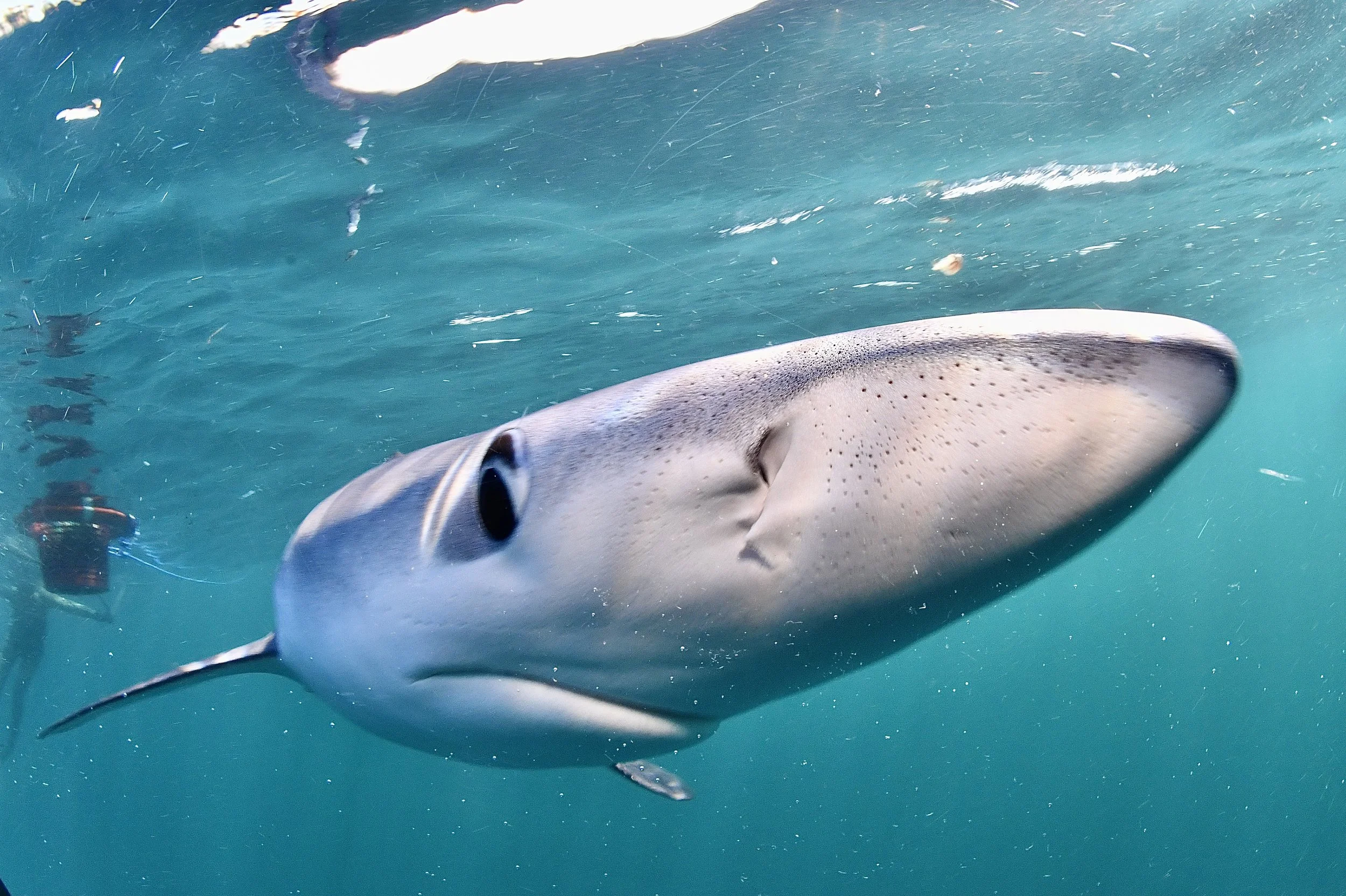 DSC_8370.JPG
