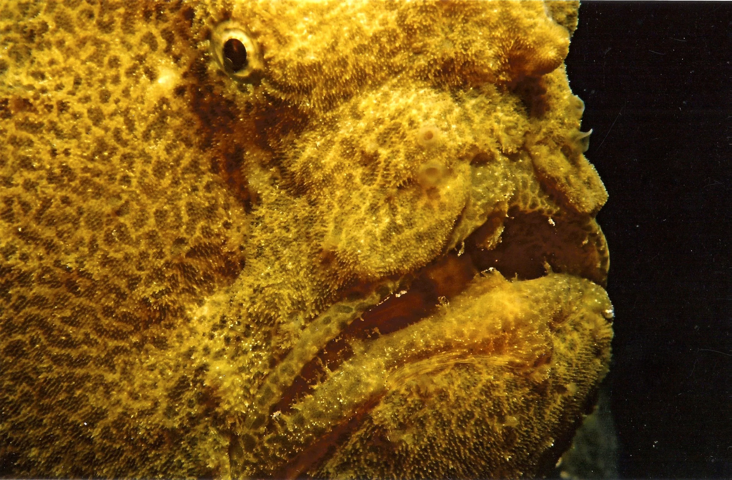 scan0032.jpg