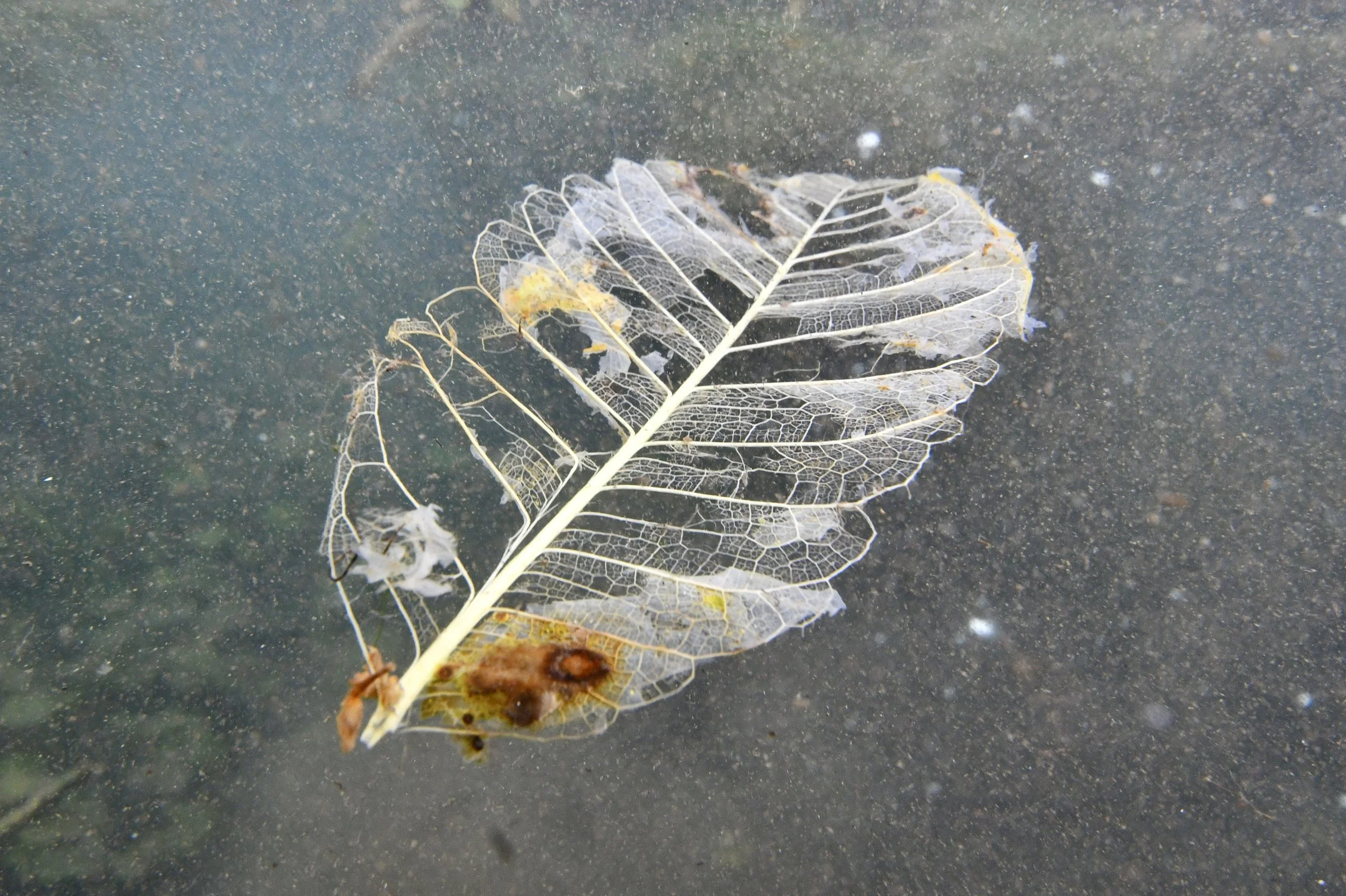 DSC_0323.JPG