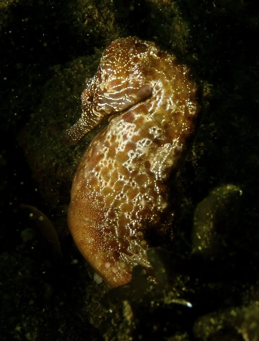 DSC_0516.JPG