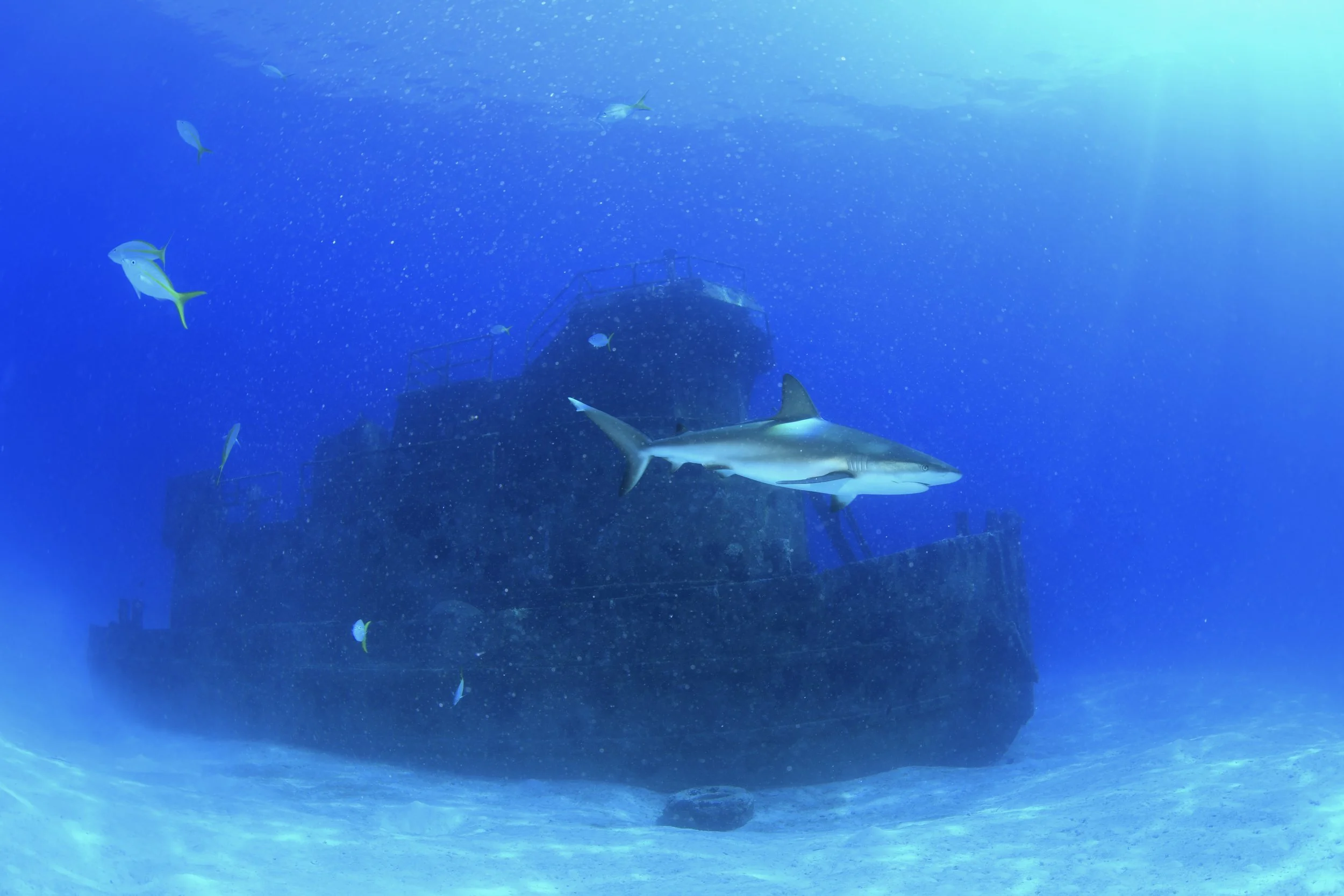 DSC_5012.JPG