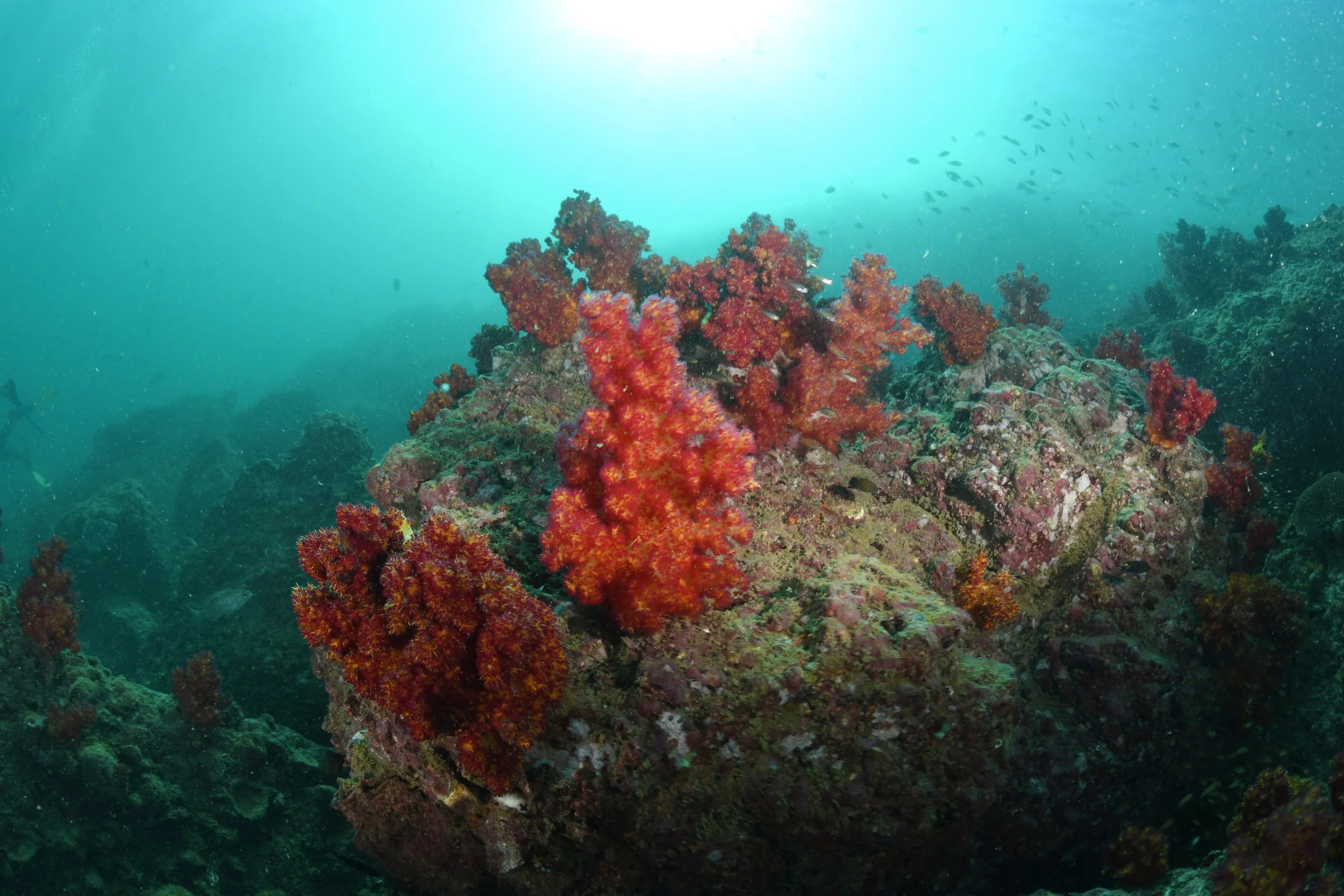 DSC_6477.JPG
