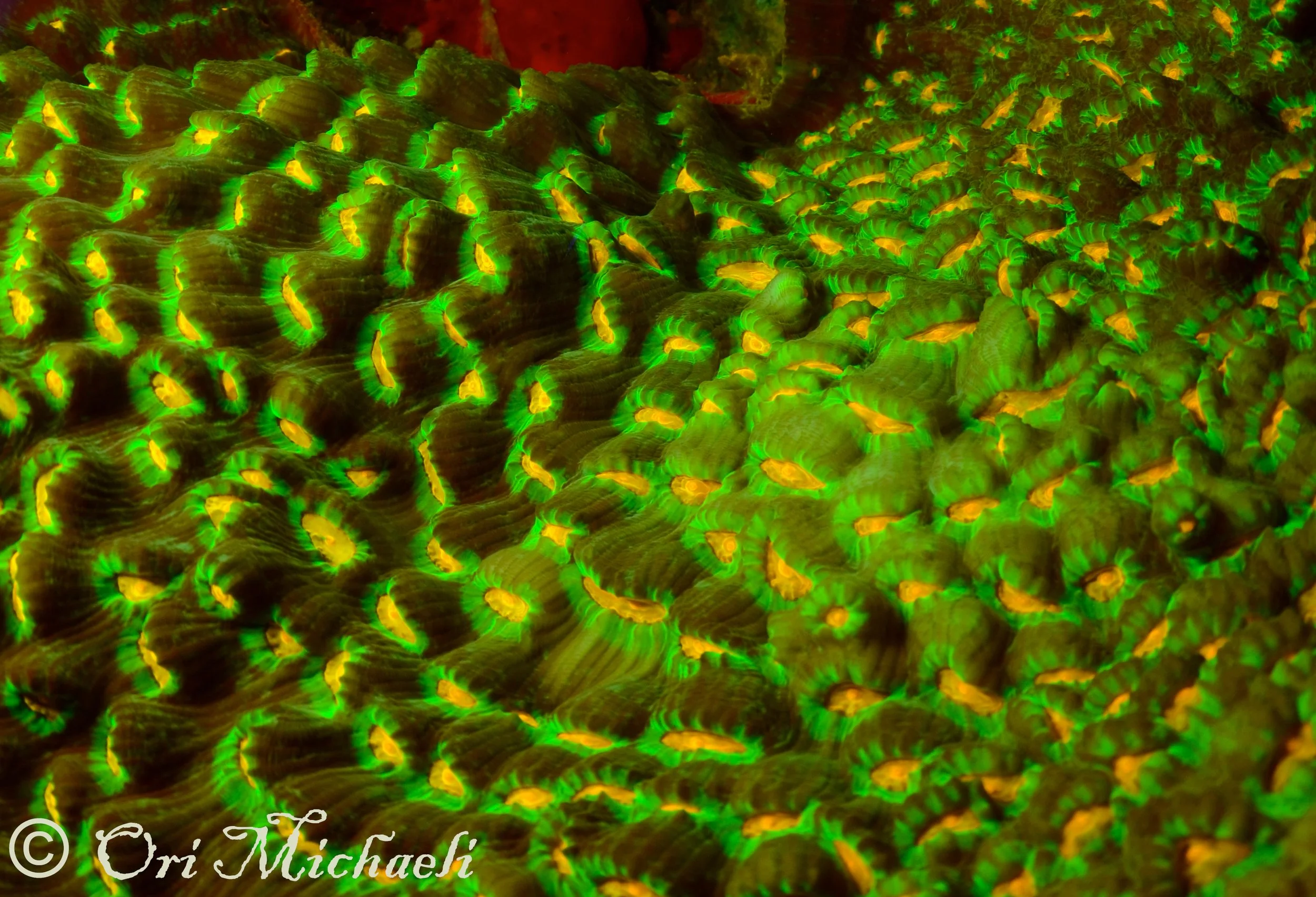 DSC_6426 copy.jpg