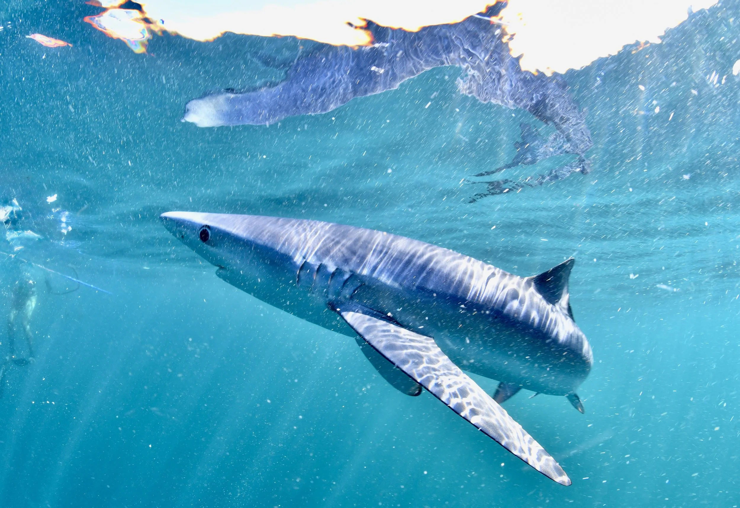 DSC_8435.JPG