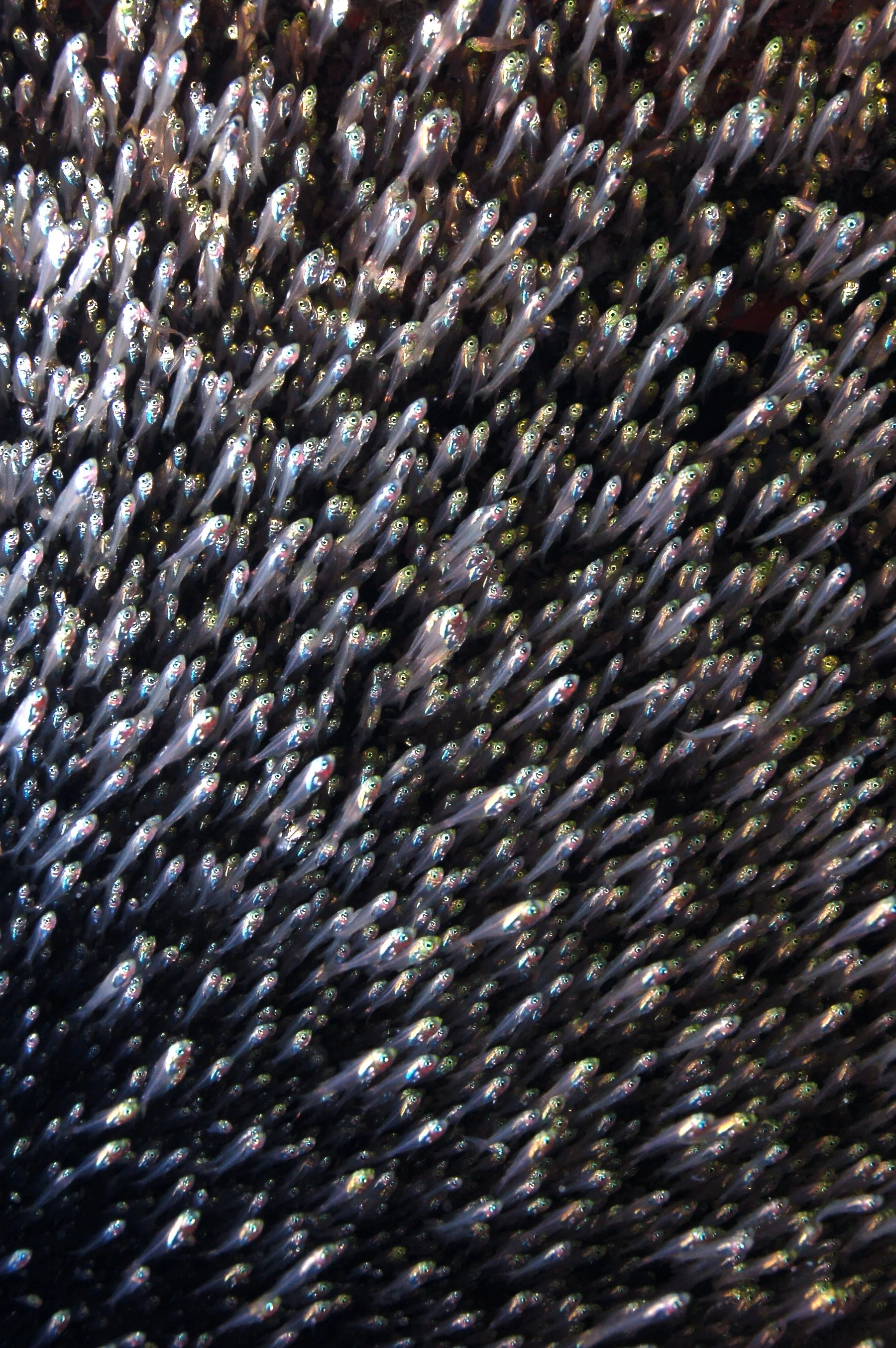 DSC_0366.jpg