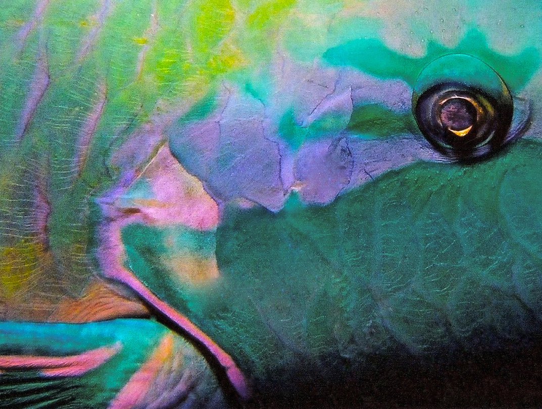 scan0003.jpg