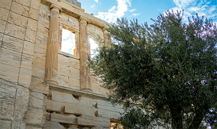 Athens / olive tree: Ancient Greek architecture in Athens beside an olive tree, reflecting Mediterranean history and cultural heritage.
