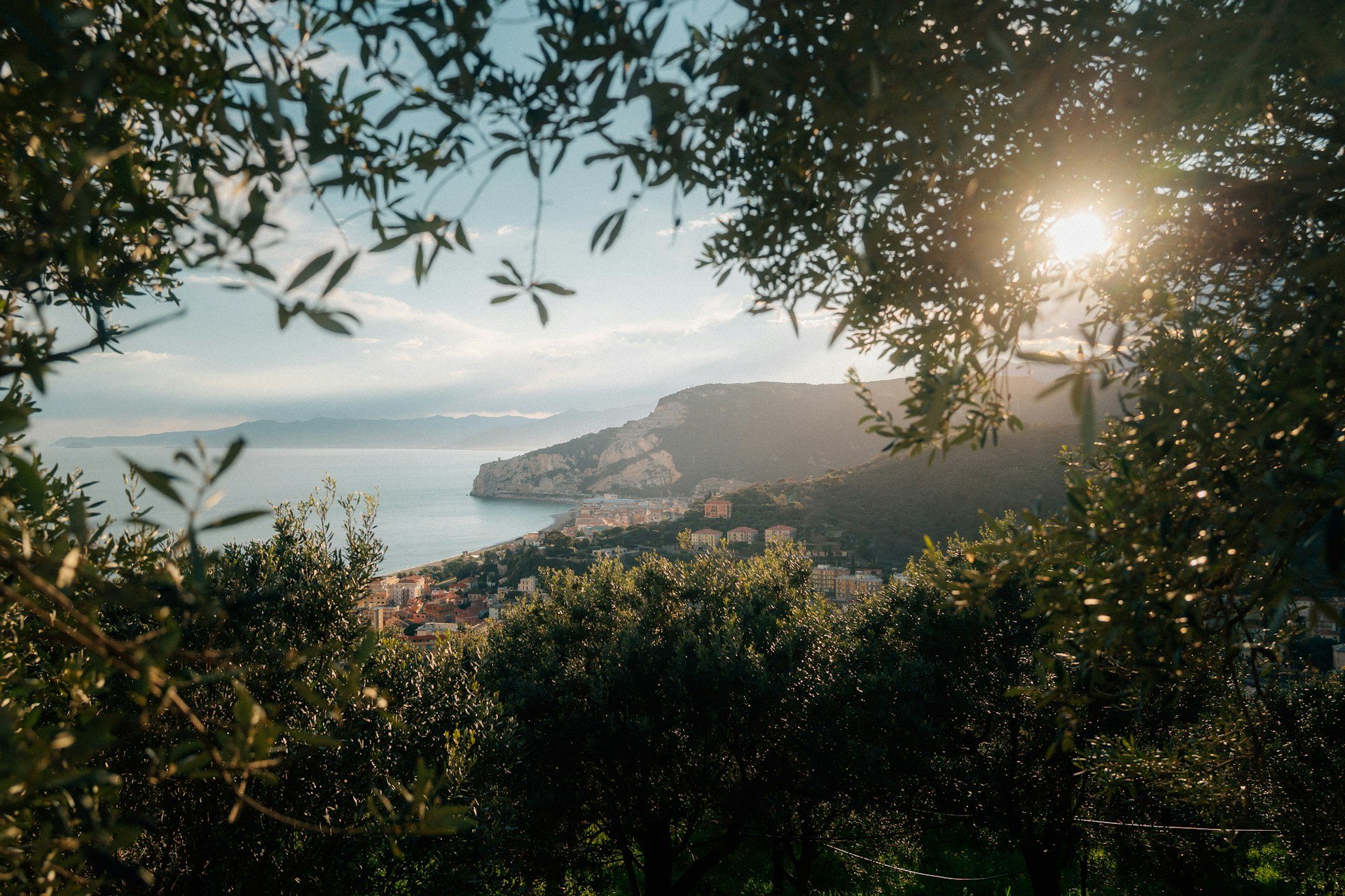 Mediterranean coastal landscape viewed through olive trees, reflecting the connection between food, place, heritage, and community.
