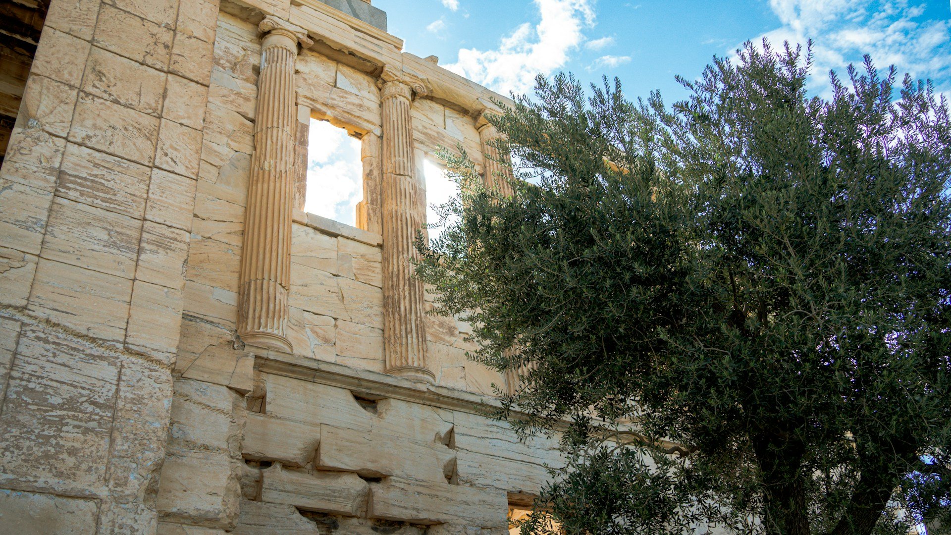 Olive tree beside ancient stone architecture in Athens, symbolizing peace, cultural memory, and diplomacy across the Mediterranean.