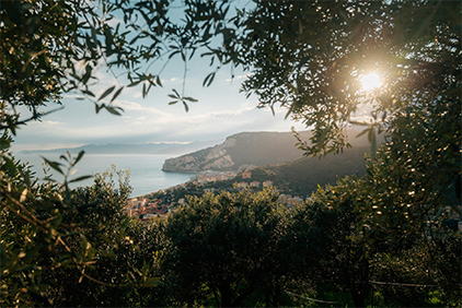 Mediterranean landscape: Mediterranean coastal landscape viewed through olive trees, with sunlight over the sea and surrounding hills.