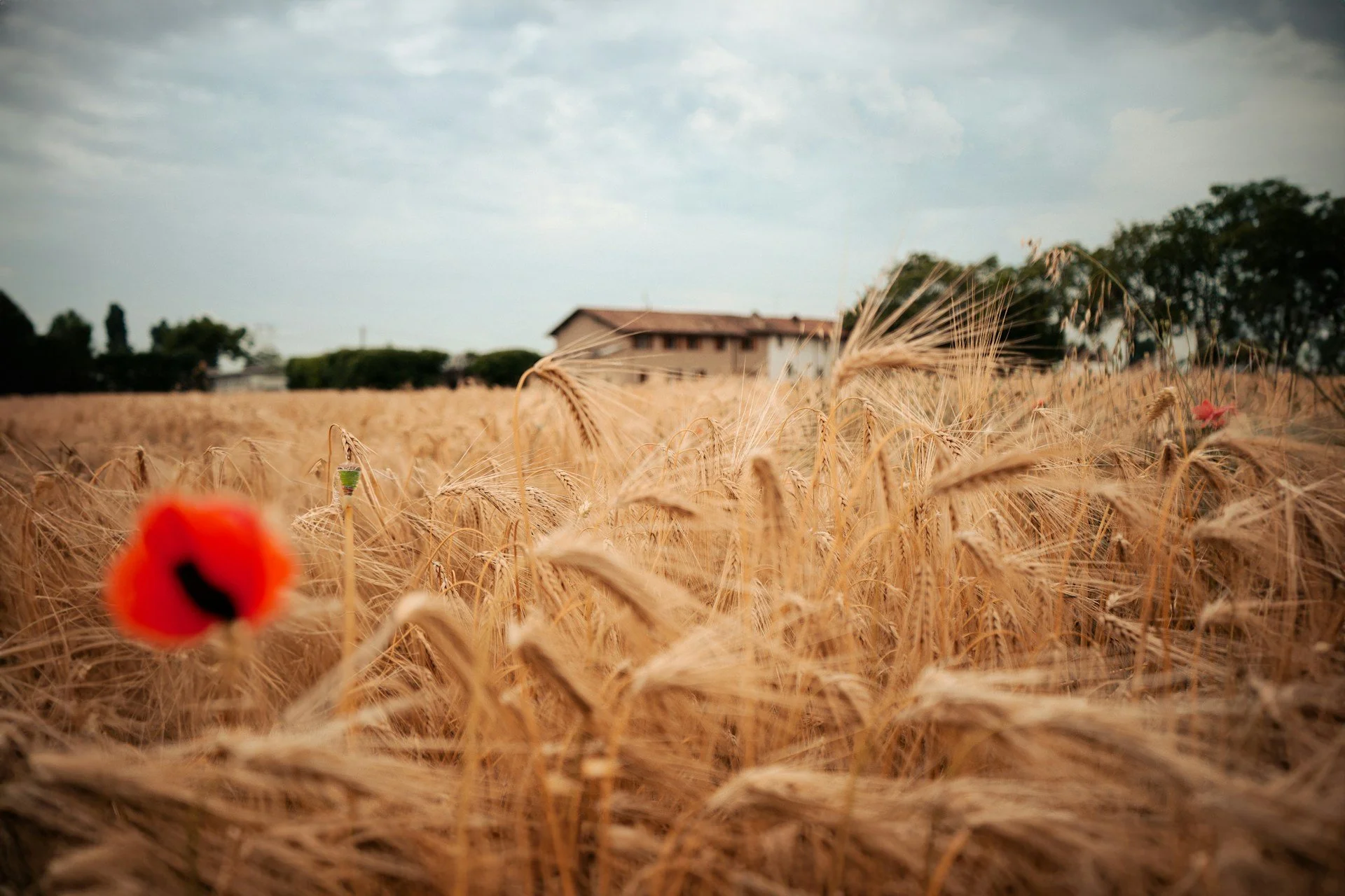 Wheat field representing agriculture, sustainability, and the global halal food economy.