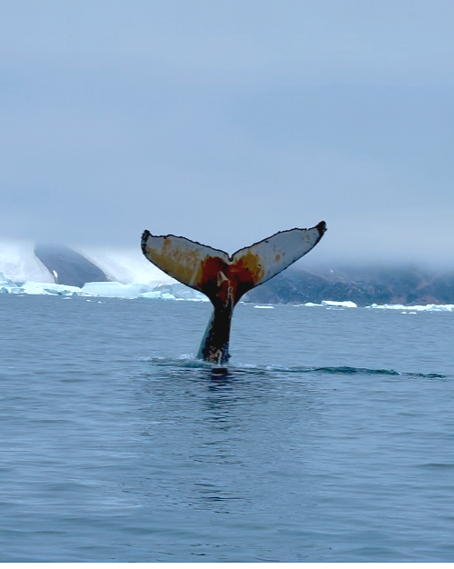 Antarctica Whales