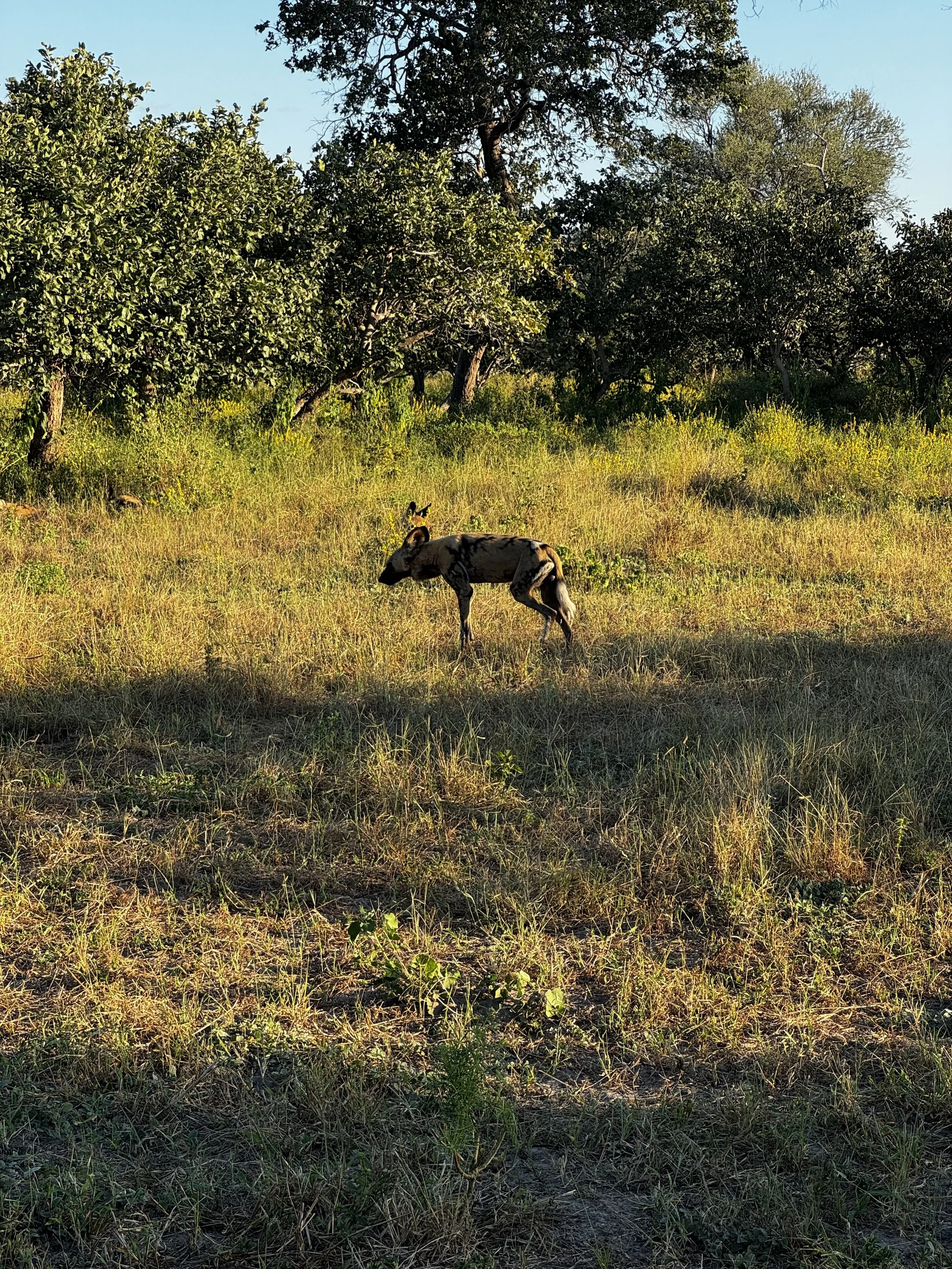 IMG_4401.jpeg