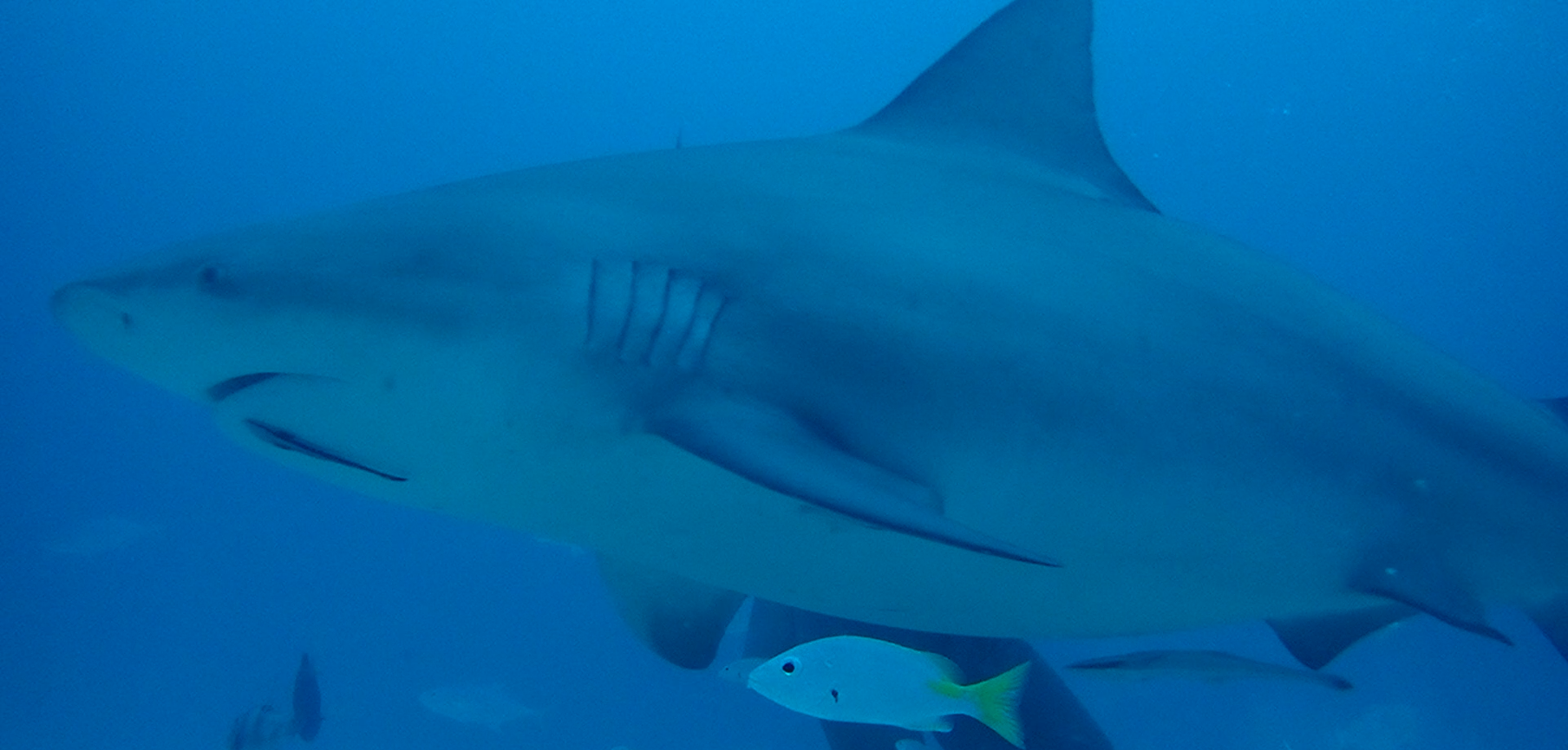 Shark Dive 2.png