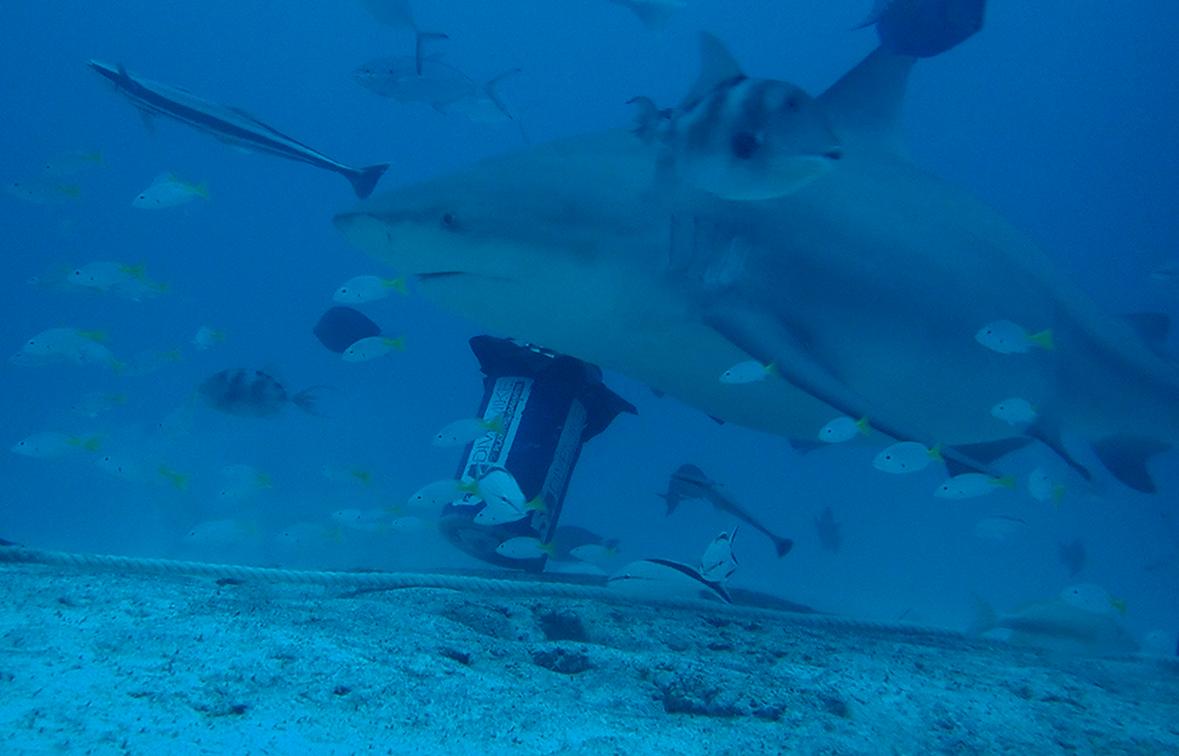 Shark Dive 1.png