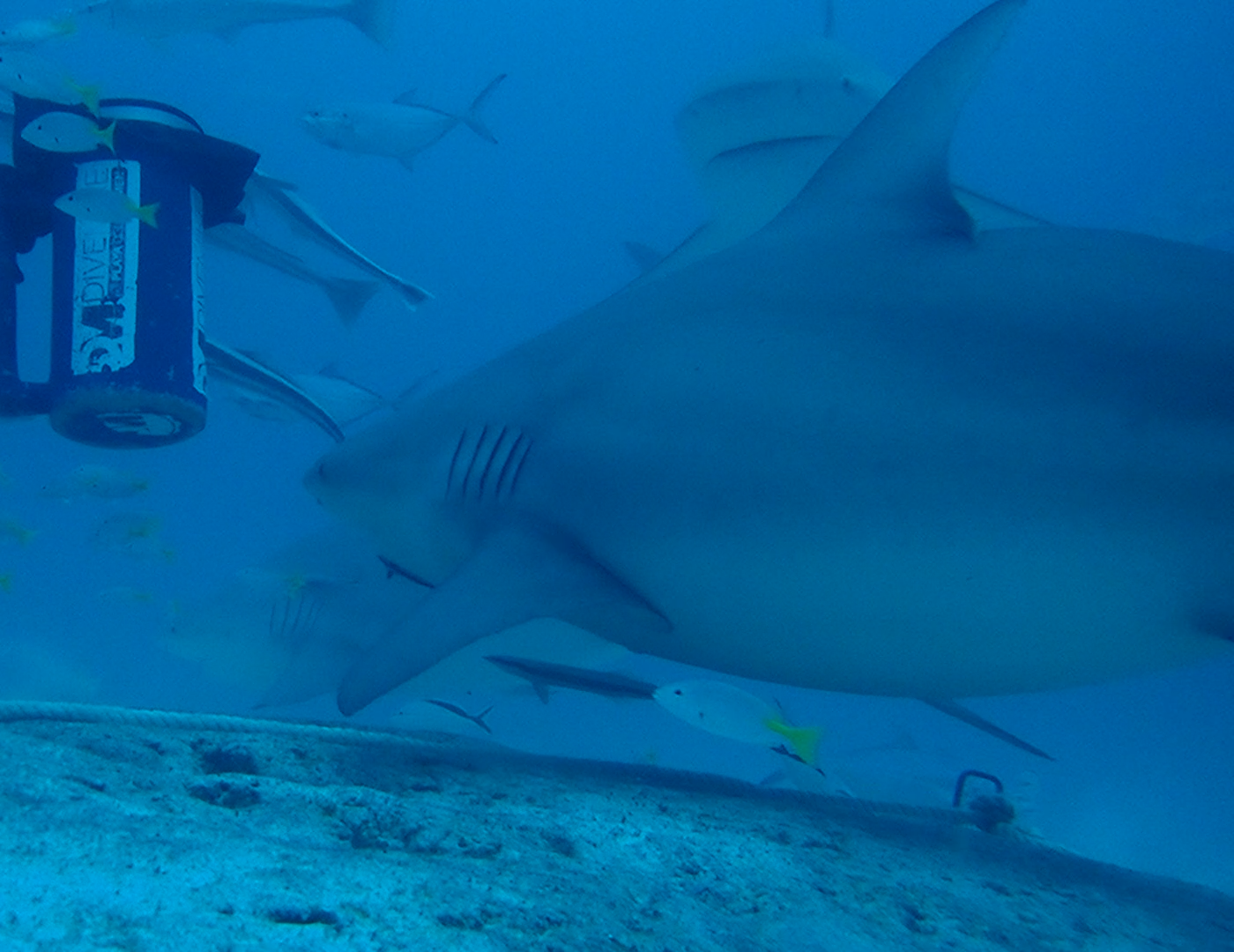 Shark Dive 3.png