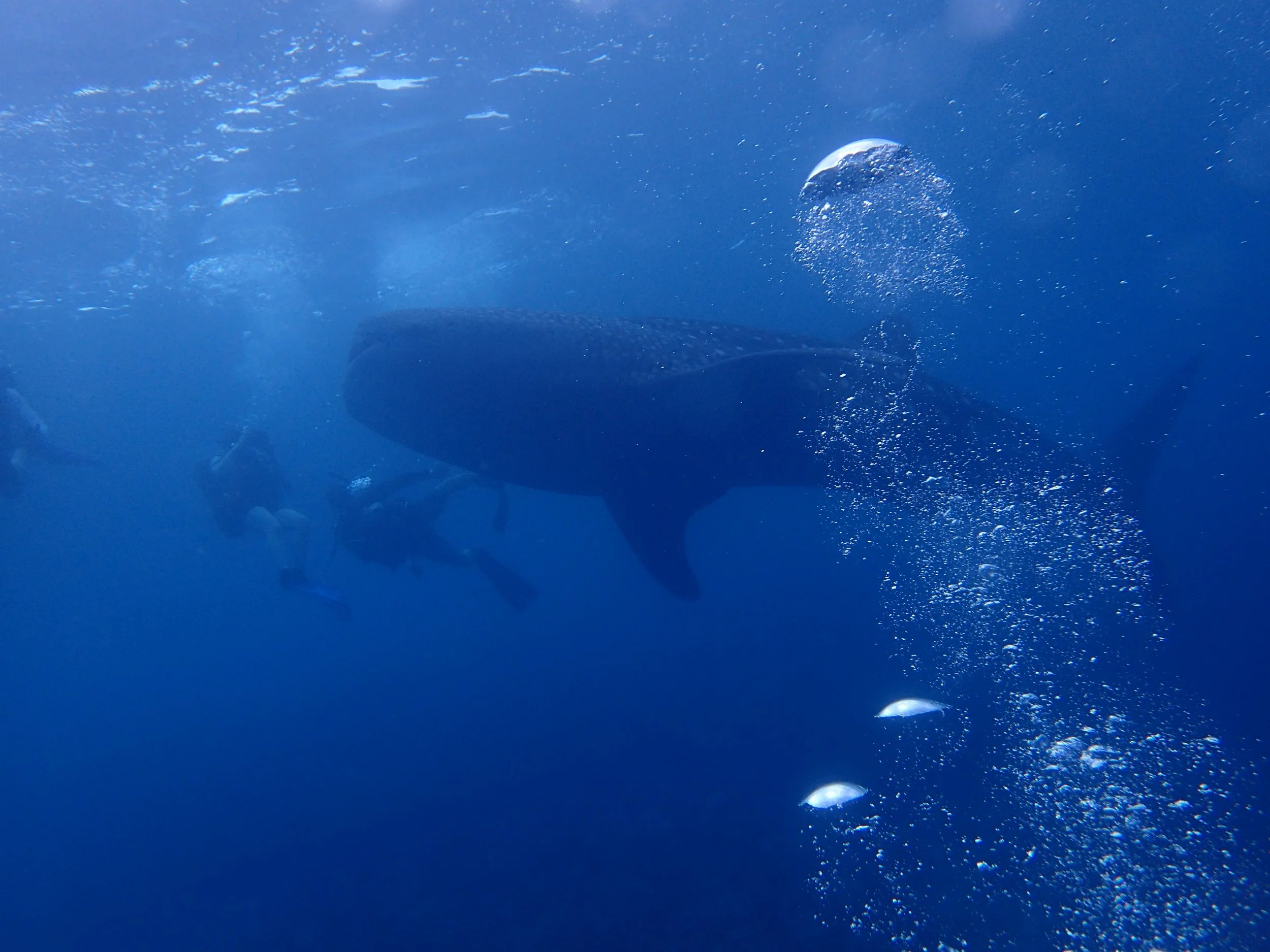Whale Shark: Out of the Blue
