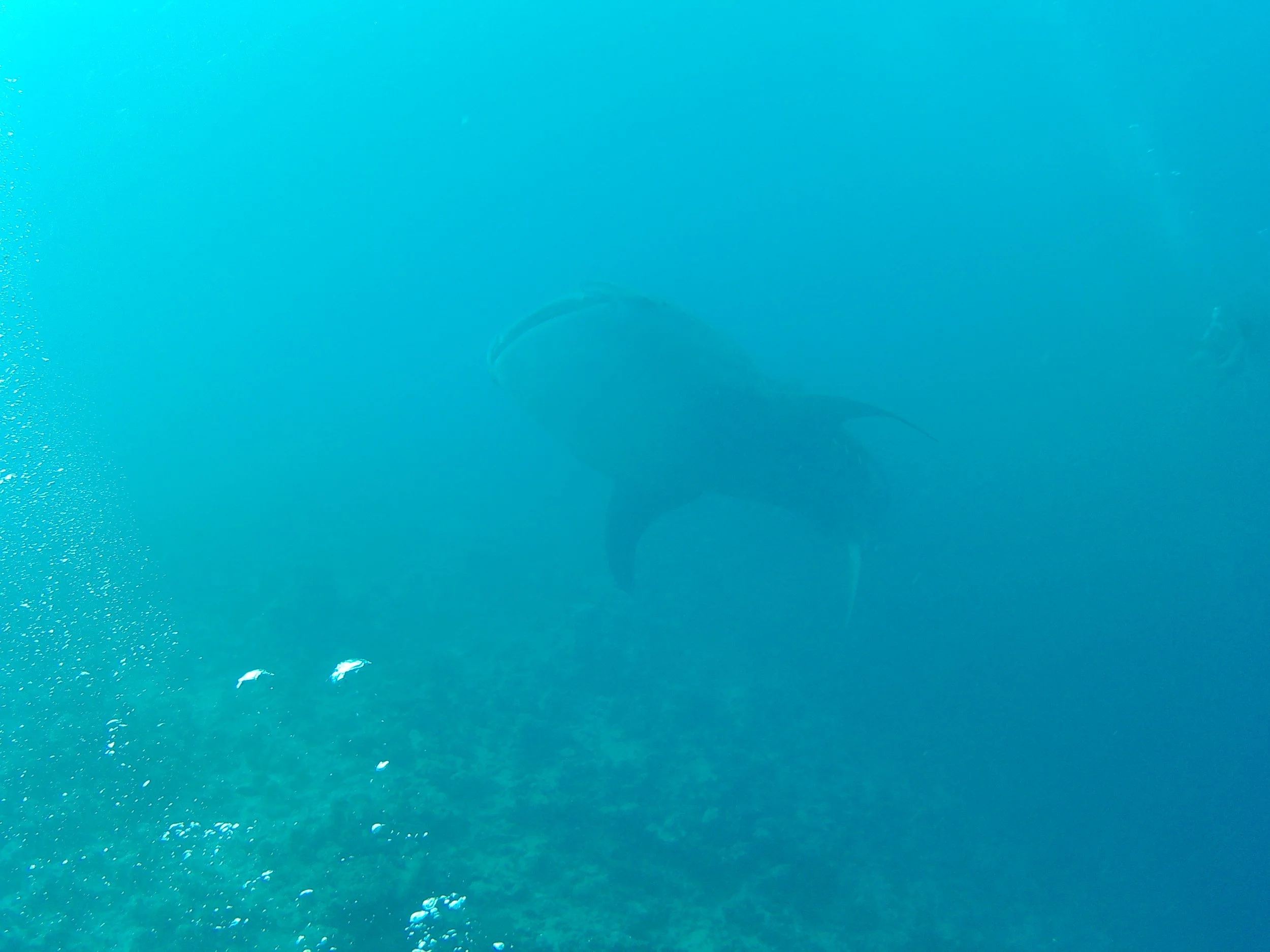 20160104_065858 - whale shark.JPG