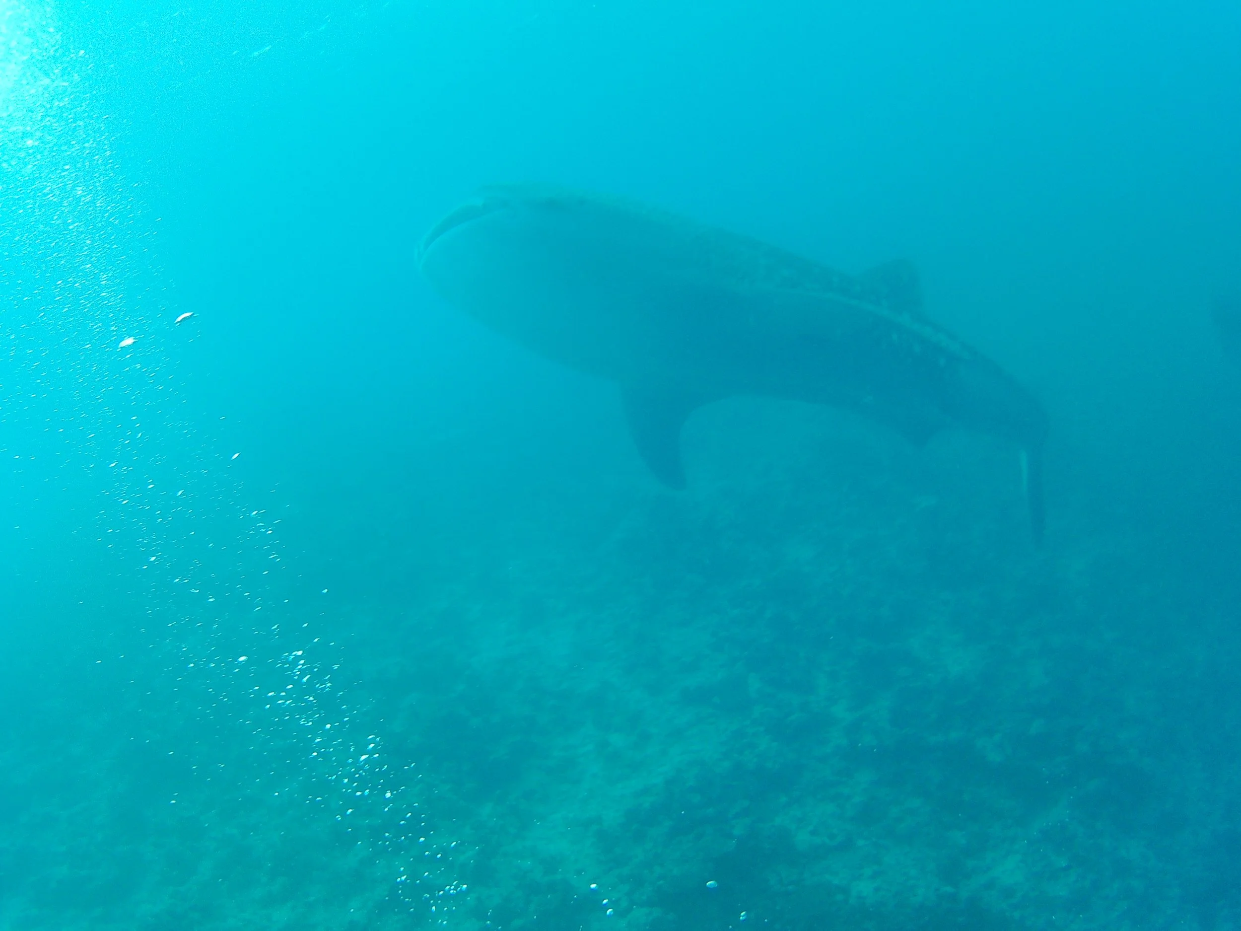 20160104_065903 - whale shark.JPG